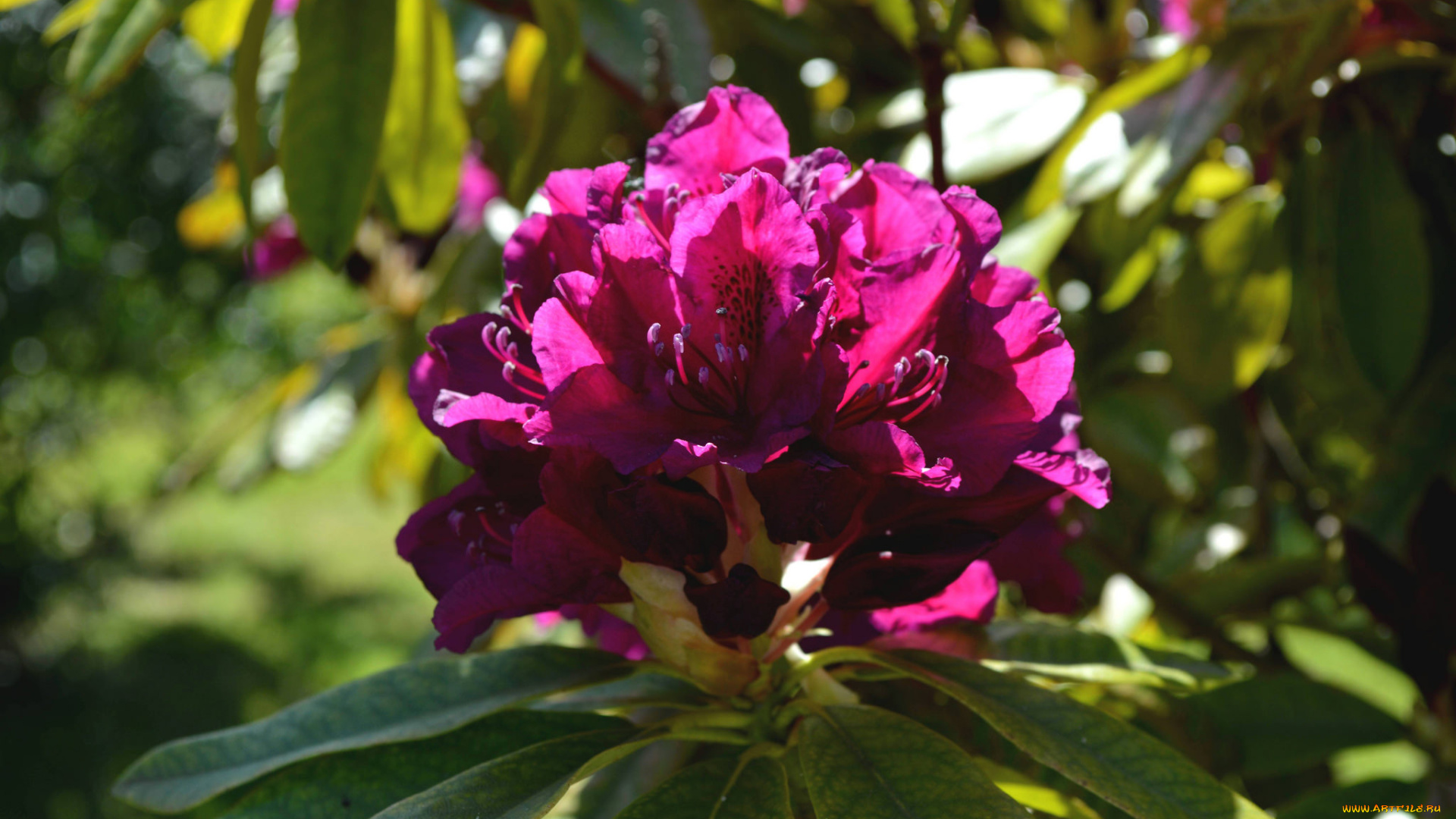 цветы, рододендроны, , азалии, азалия, листья, ветка