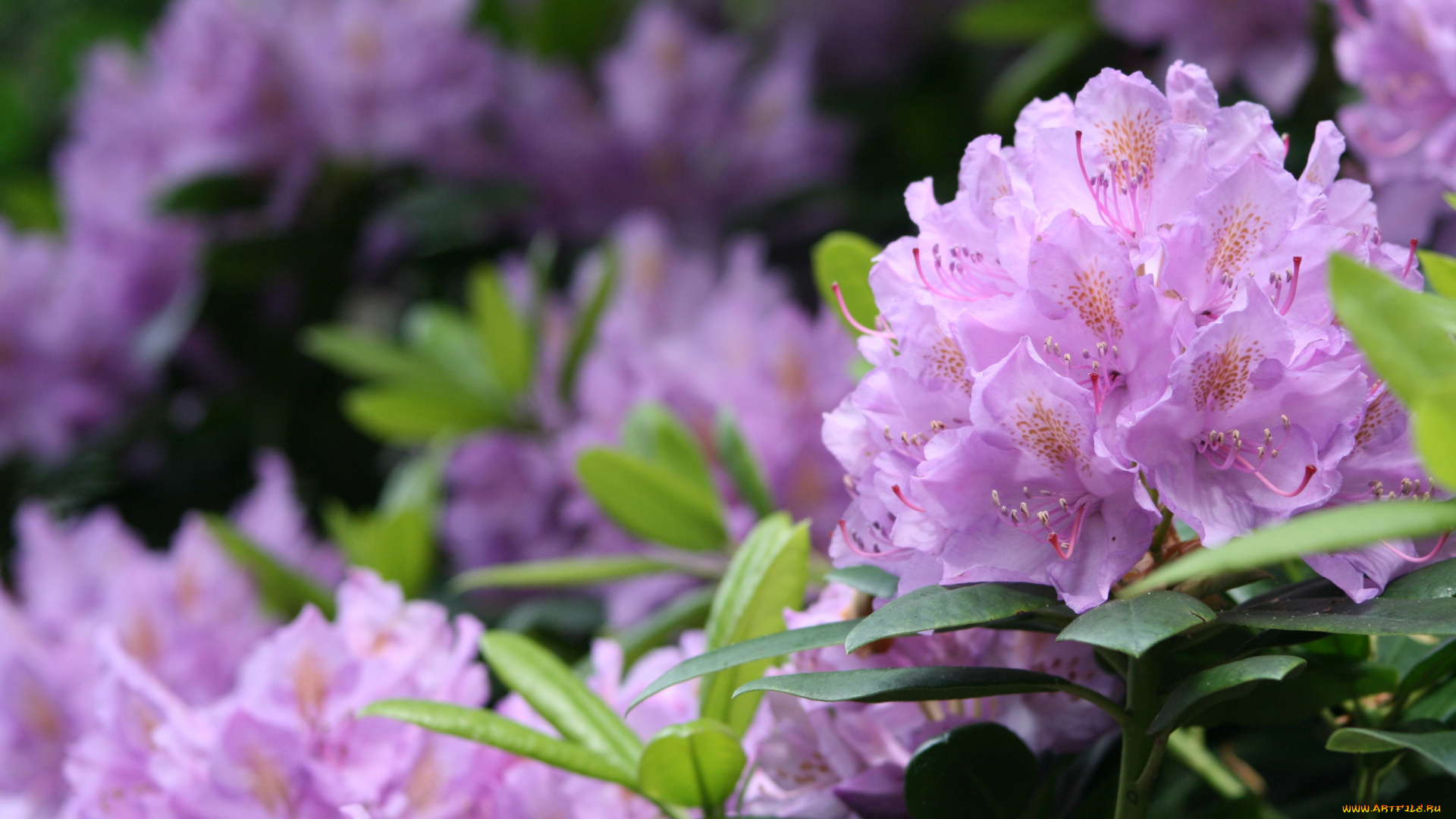 цветы, рододендроны, , азалии, азалия, ветка, листья