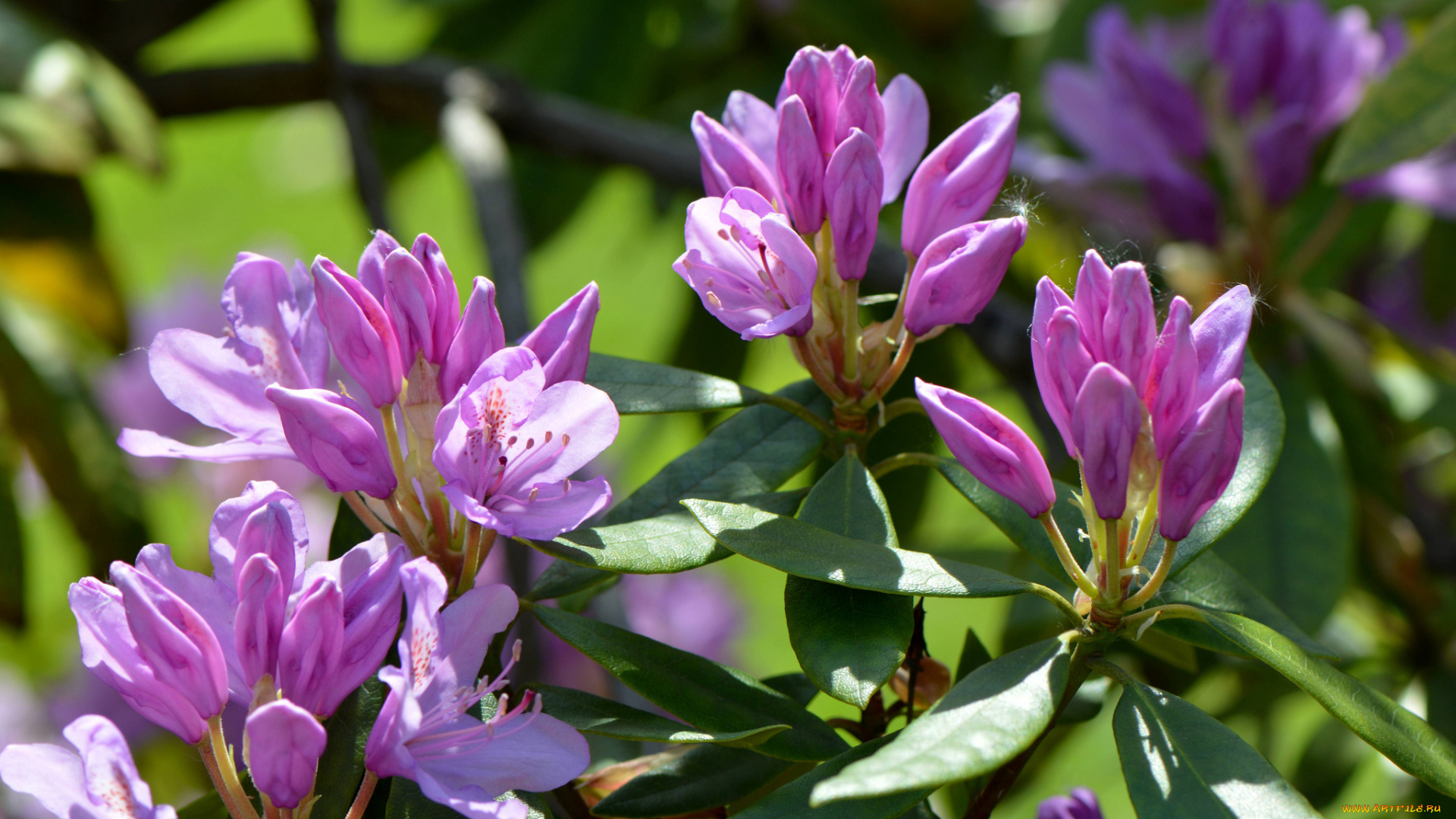 цветы, рододендроны, , азалии, листья, ветка, азалия