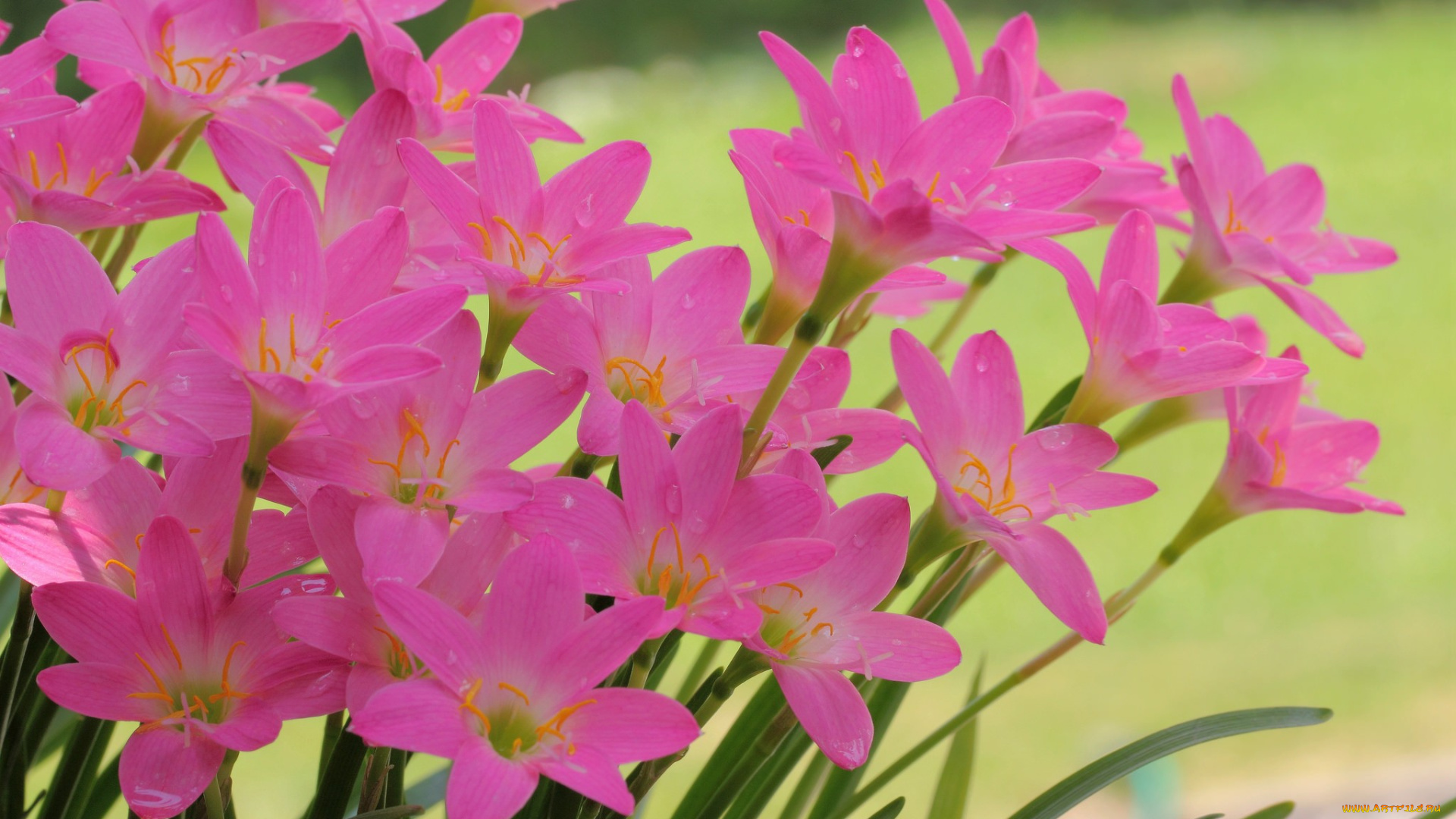 цветы, розовые