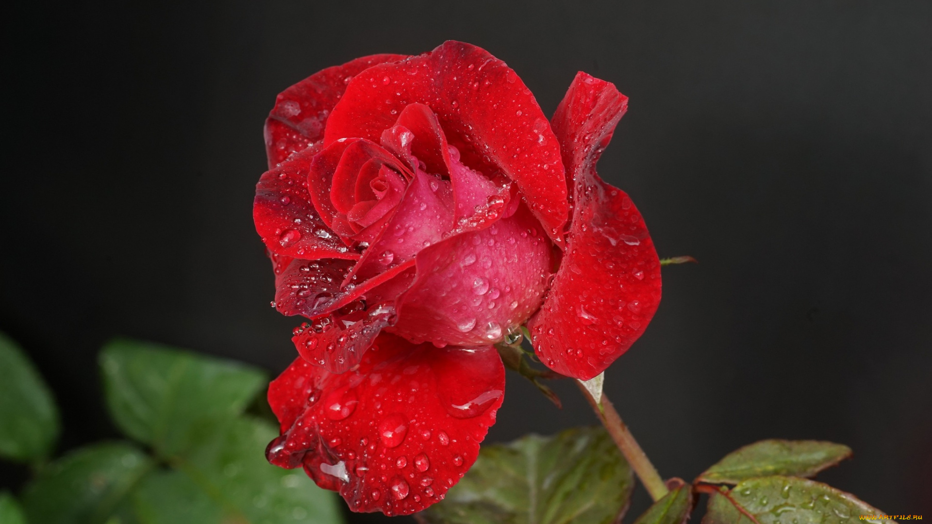 цветы, розы, цветок, роза, бутон, капли