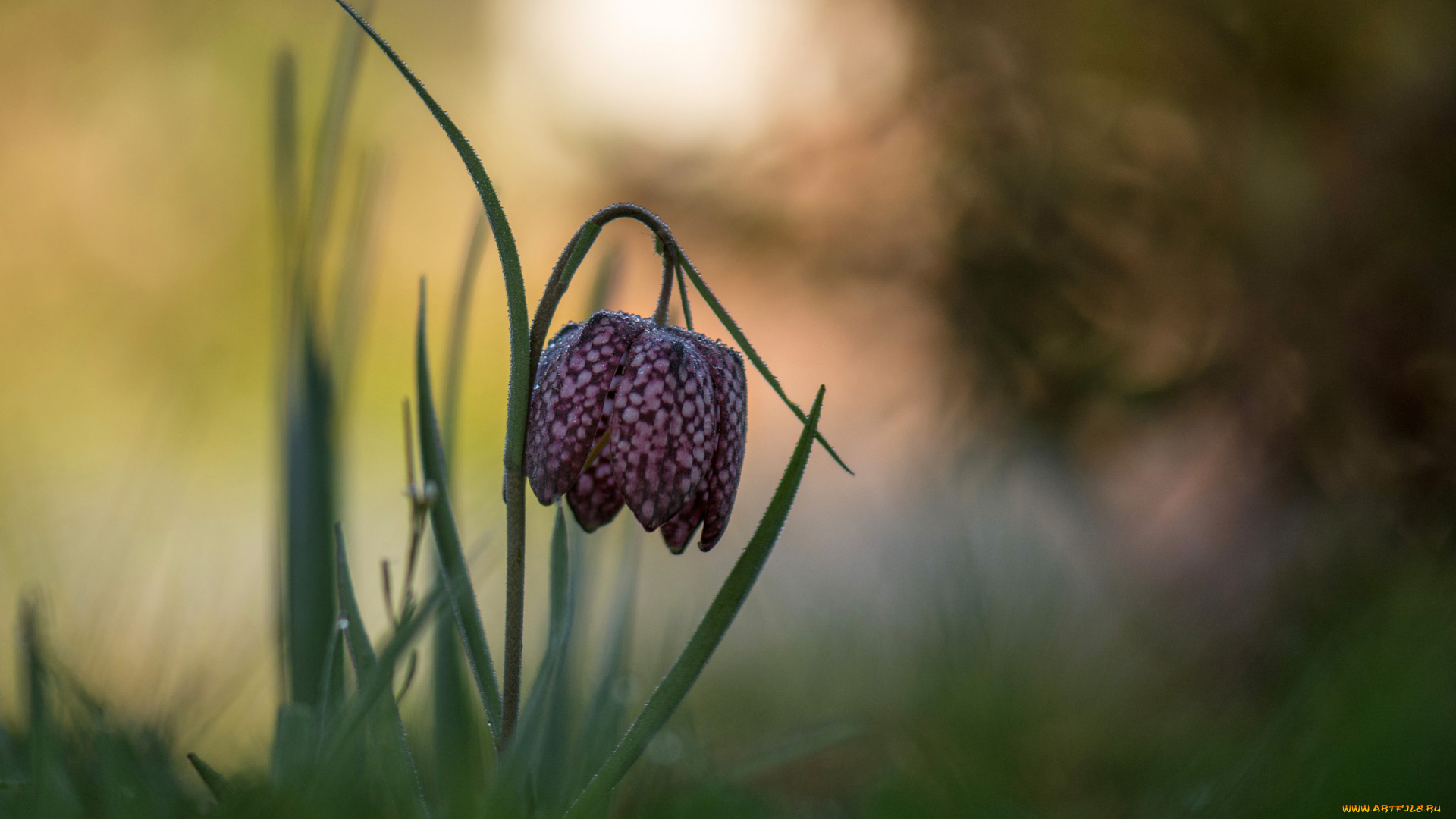 цветы, рябчики, цветение