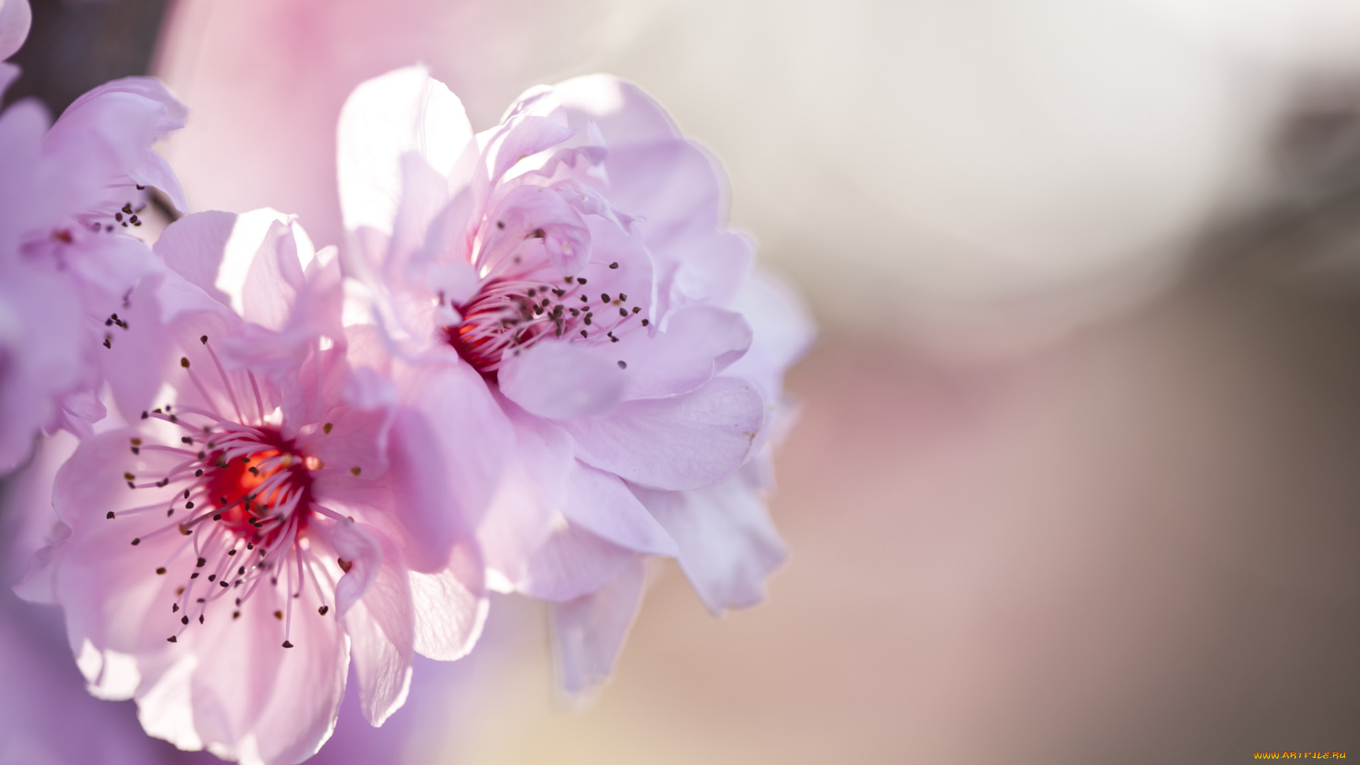 цветы, сакура, , вишня, нежные, розовые