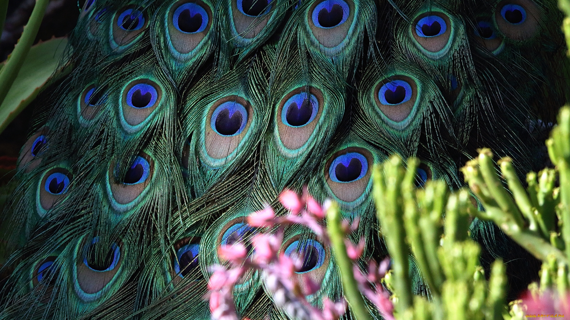 разное, перья, ярко, хвост, павлина, цветы