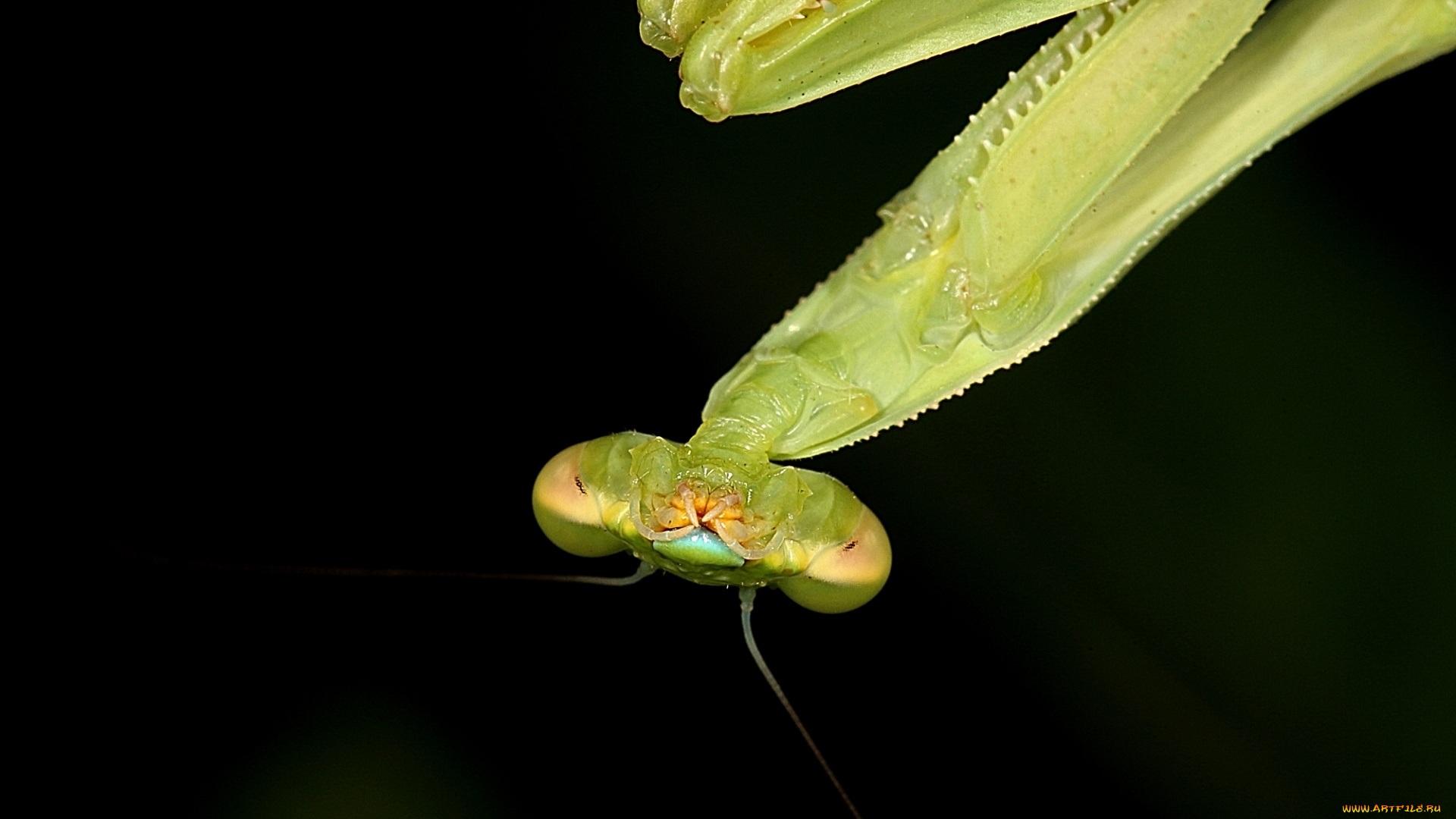 животные, богомолы, зелёный, тёмный, фон, богомол, насекомое