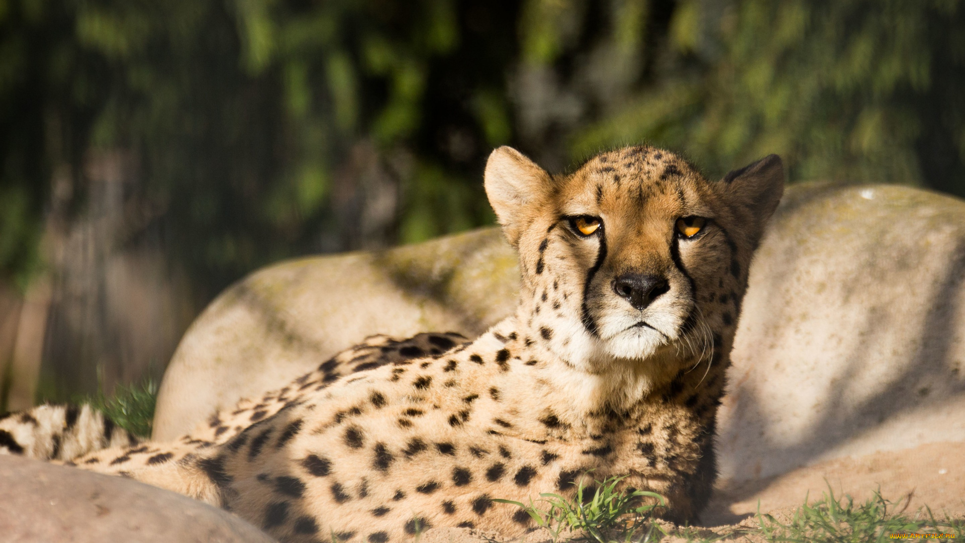 животные, гепарды, гепард, кошка, морда, взгляд, тень