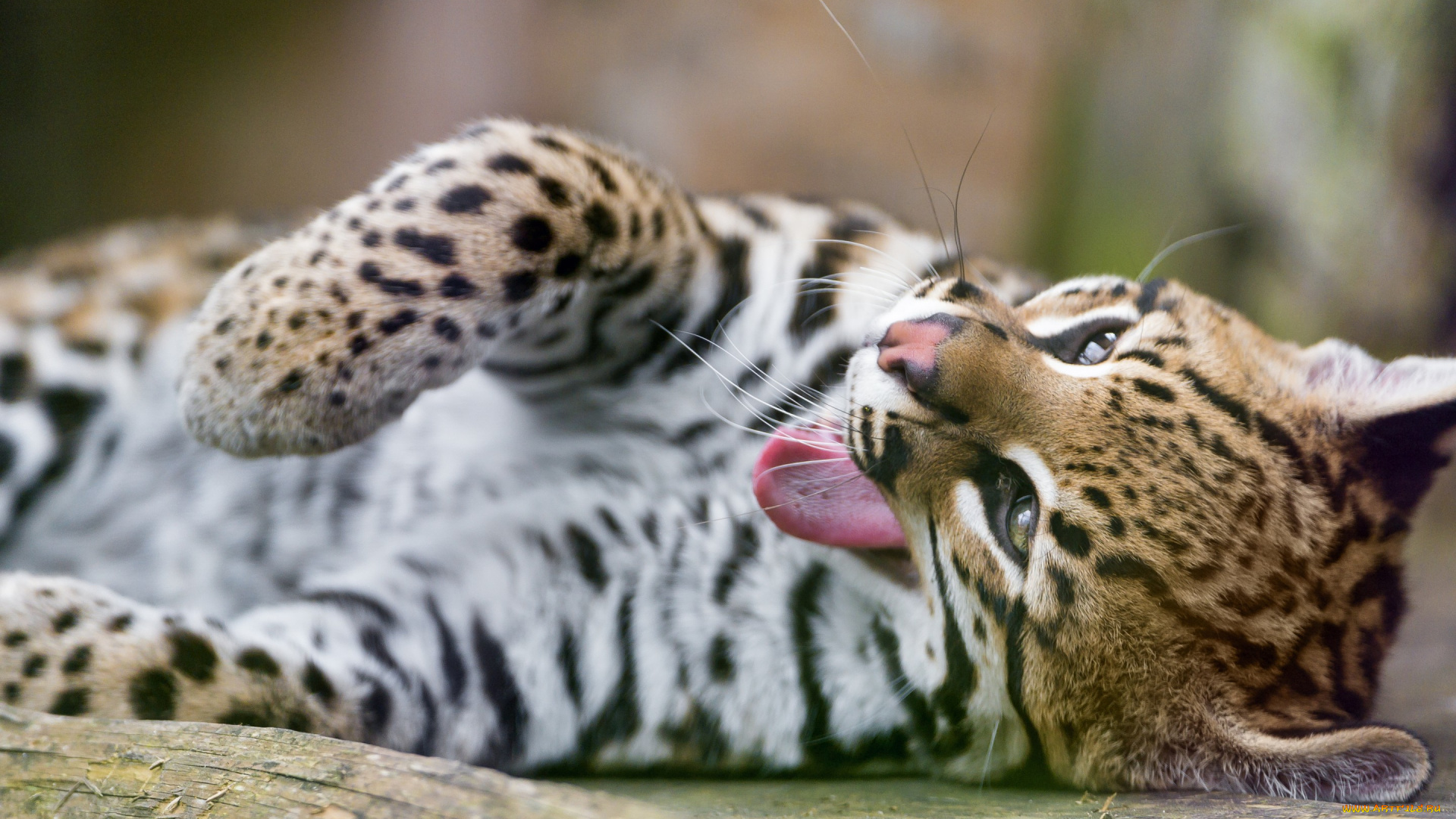 животные, оцелоты, оцелот, кошка, язык, зевает