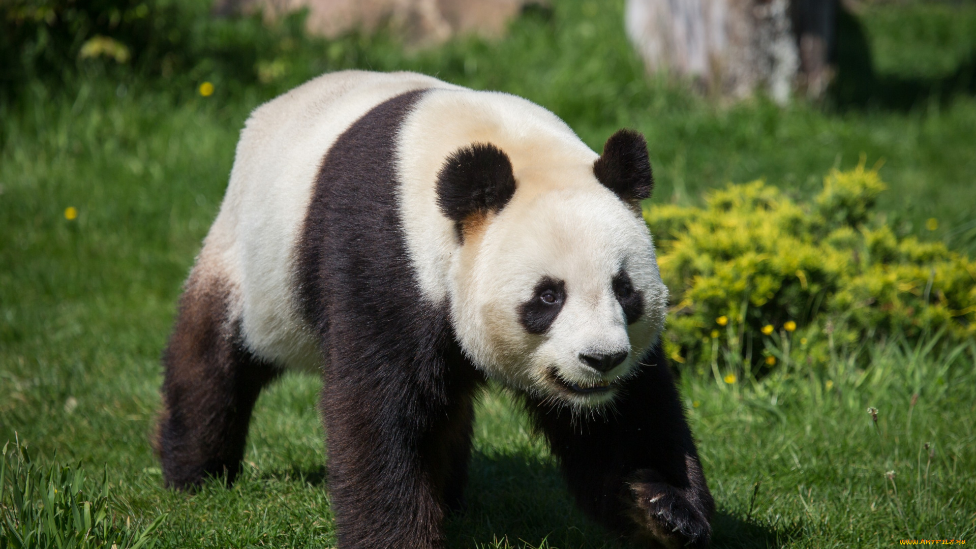 животные, панды, панда, медведь, трава