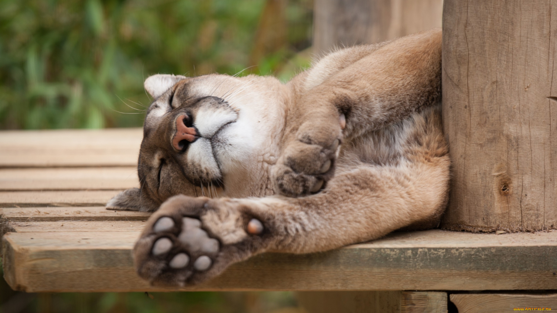 животные, пумы, пума, кугуар, кошка, сон, отдых, спит