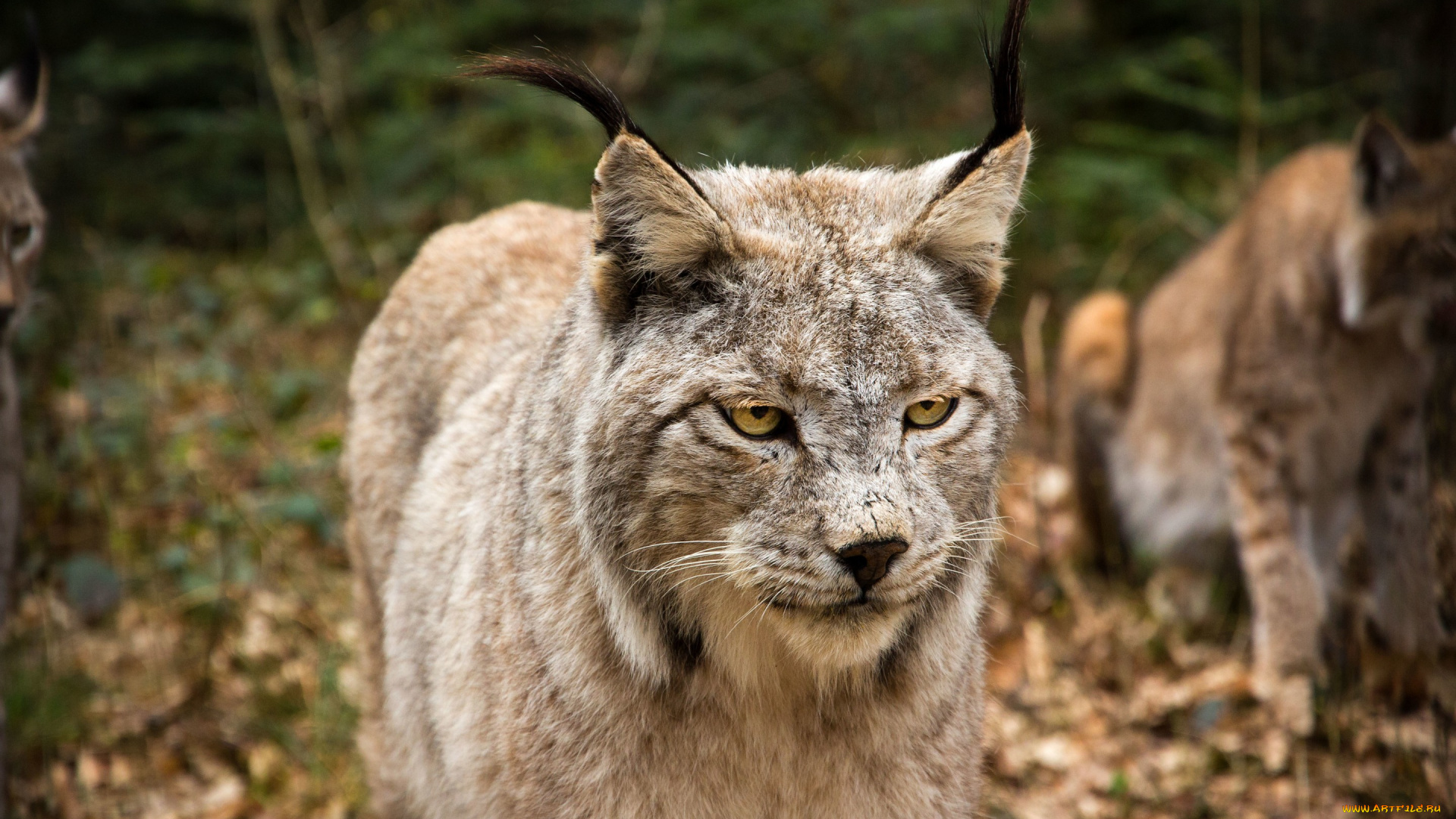 животные, рыси, рысь, кошка, морда, взгляд