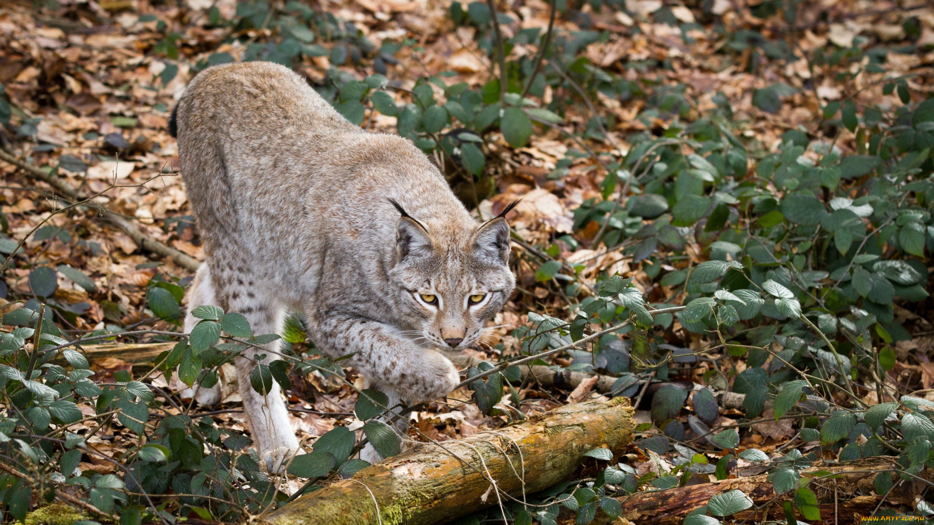 животные, рыси, рысь, кошка, ветки, листья, бревно