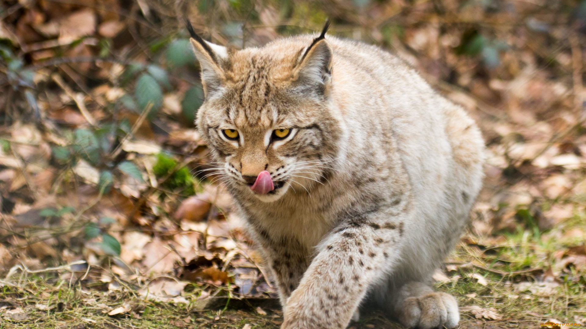 животные, рыси, рысь, кошка, язык
