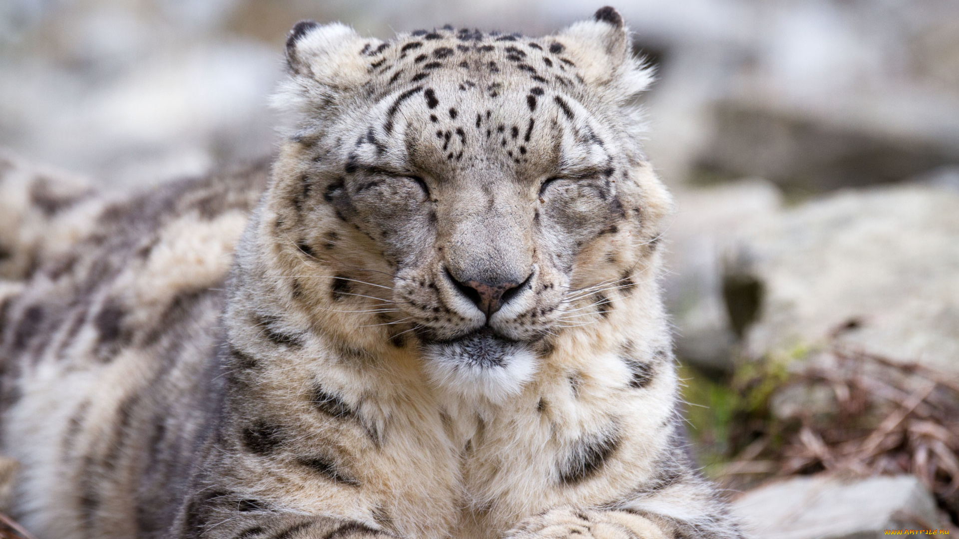 животные, снежный, барс, , ирбис, снежный, барс, кошка, морда