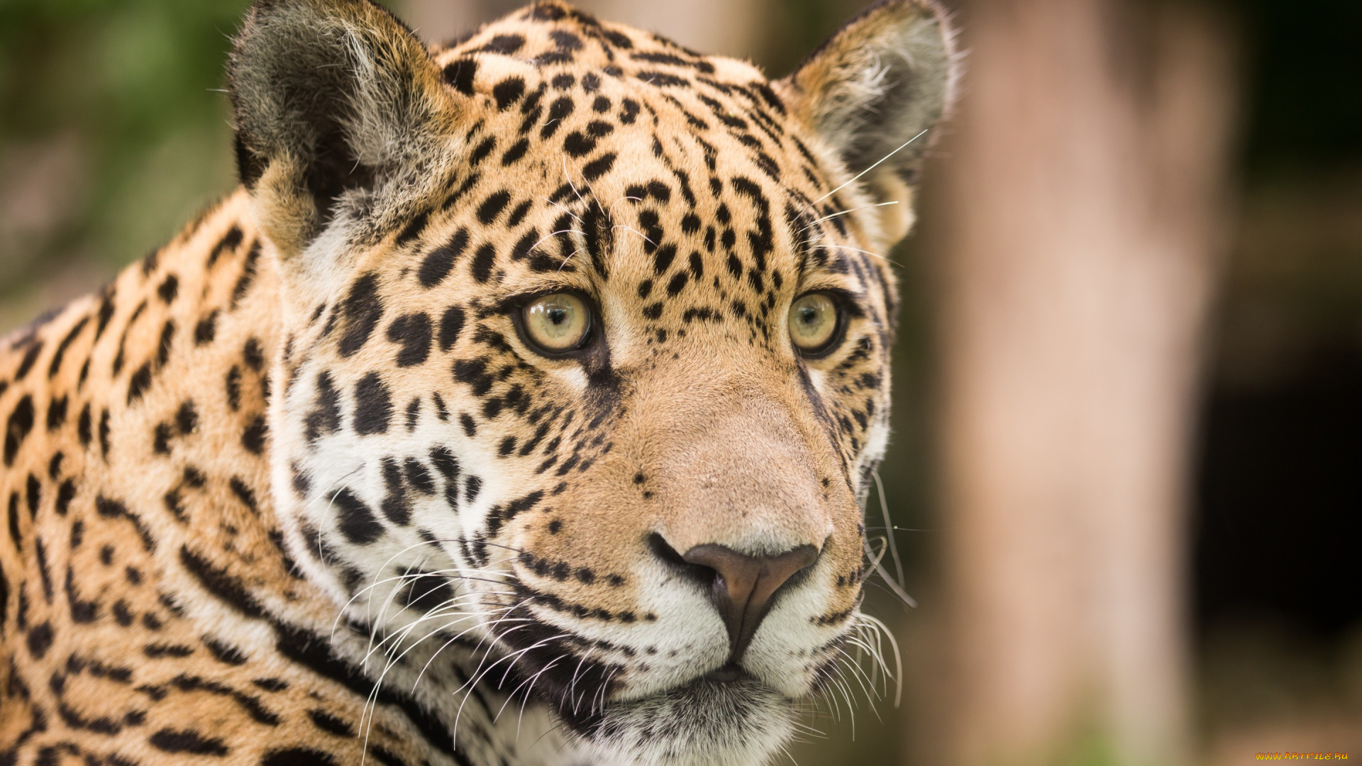 животные, Ягуары, ягуар, кошка, морда, взгляд