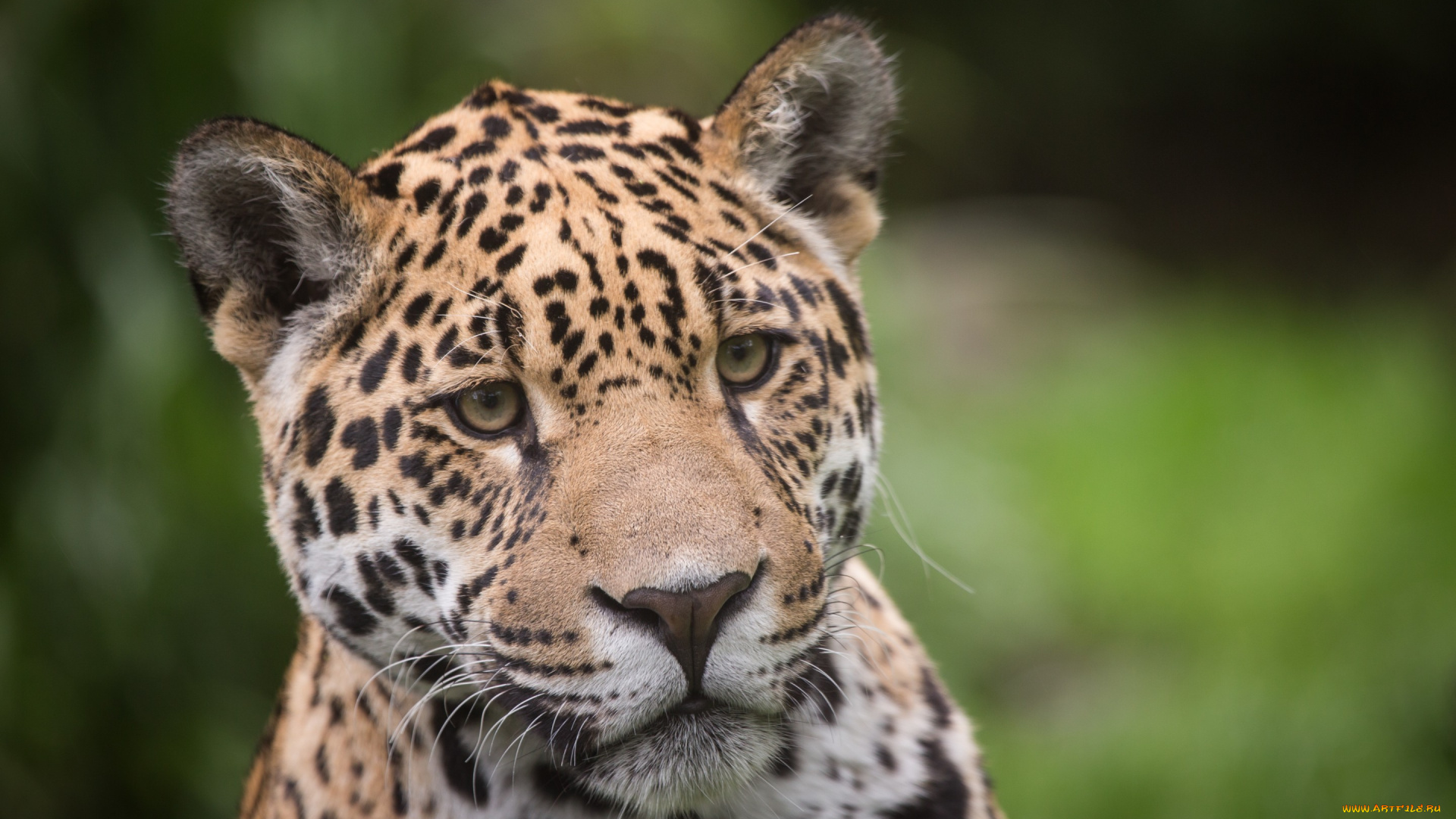 животные, Ягуары, ягуар, кошка, морда, взгляд