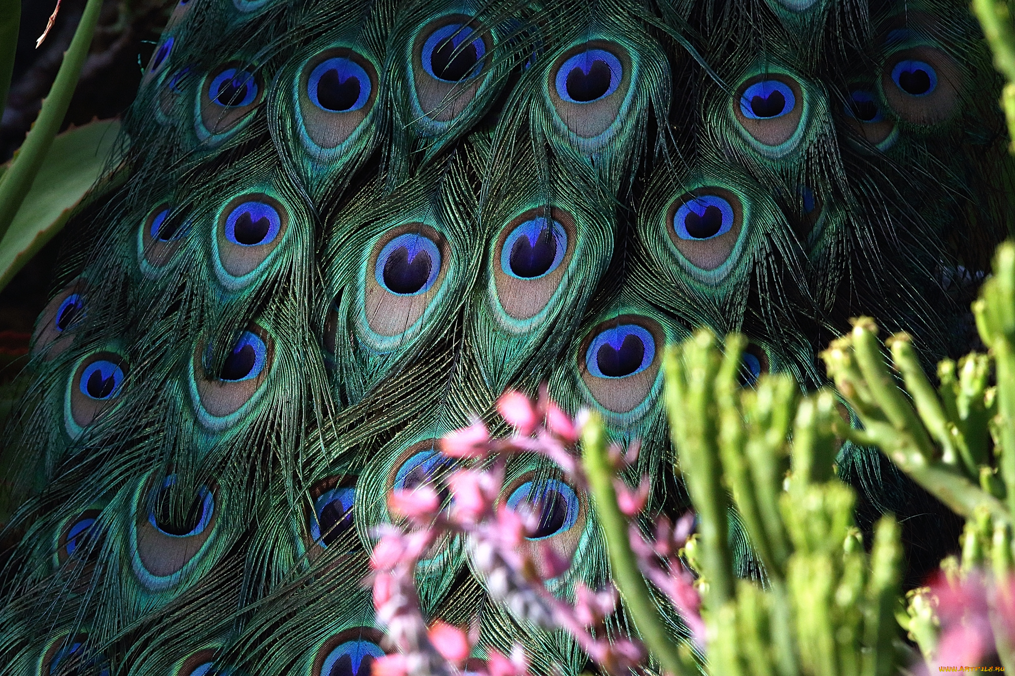 разное, перья, ярко, хвост, павлина, цветы