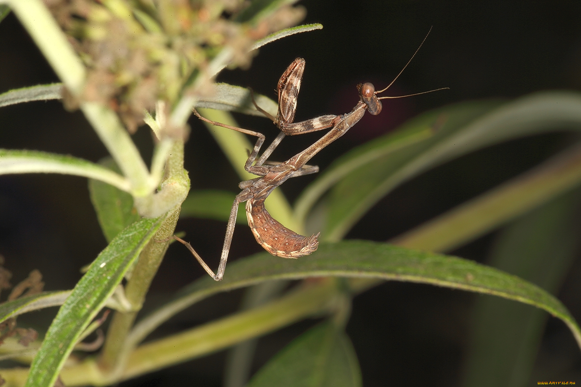 животные, богомолы, насекомое, богомол