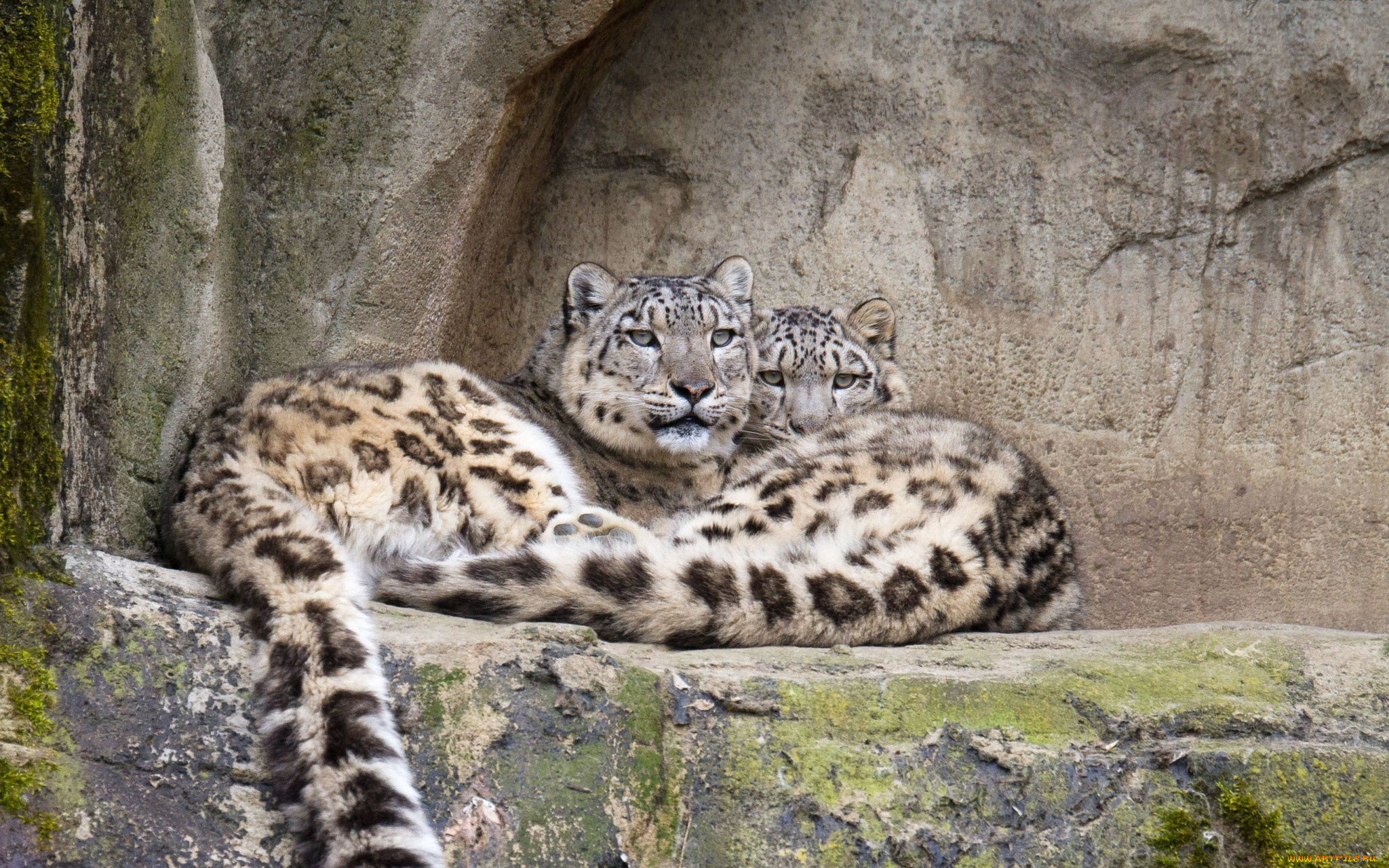 животные, снежный, барс, , ирбис, снежный, барс, кошка, камни, пара