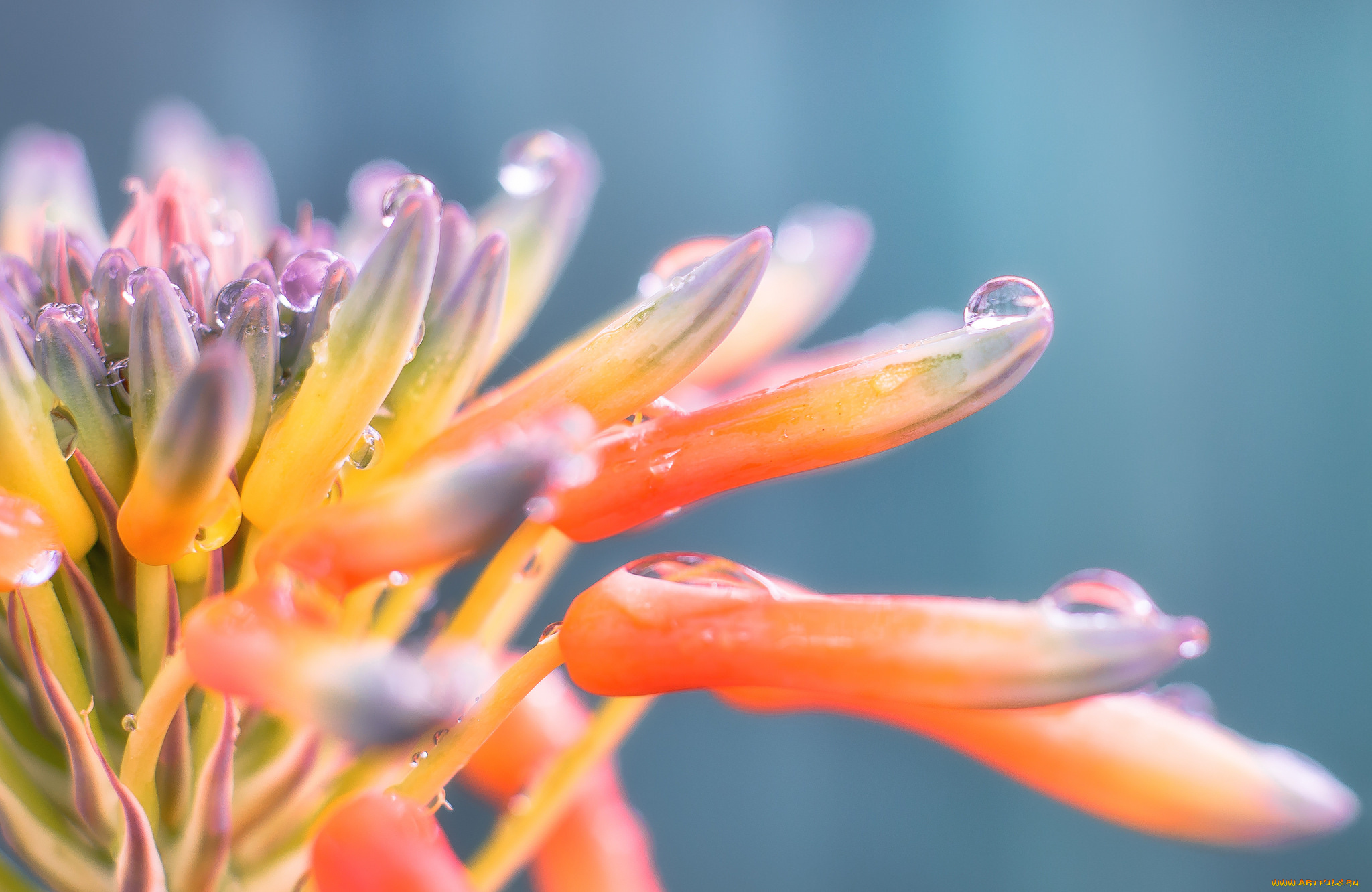 цветы, капли, роса, бутоны, макро