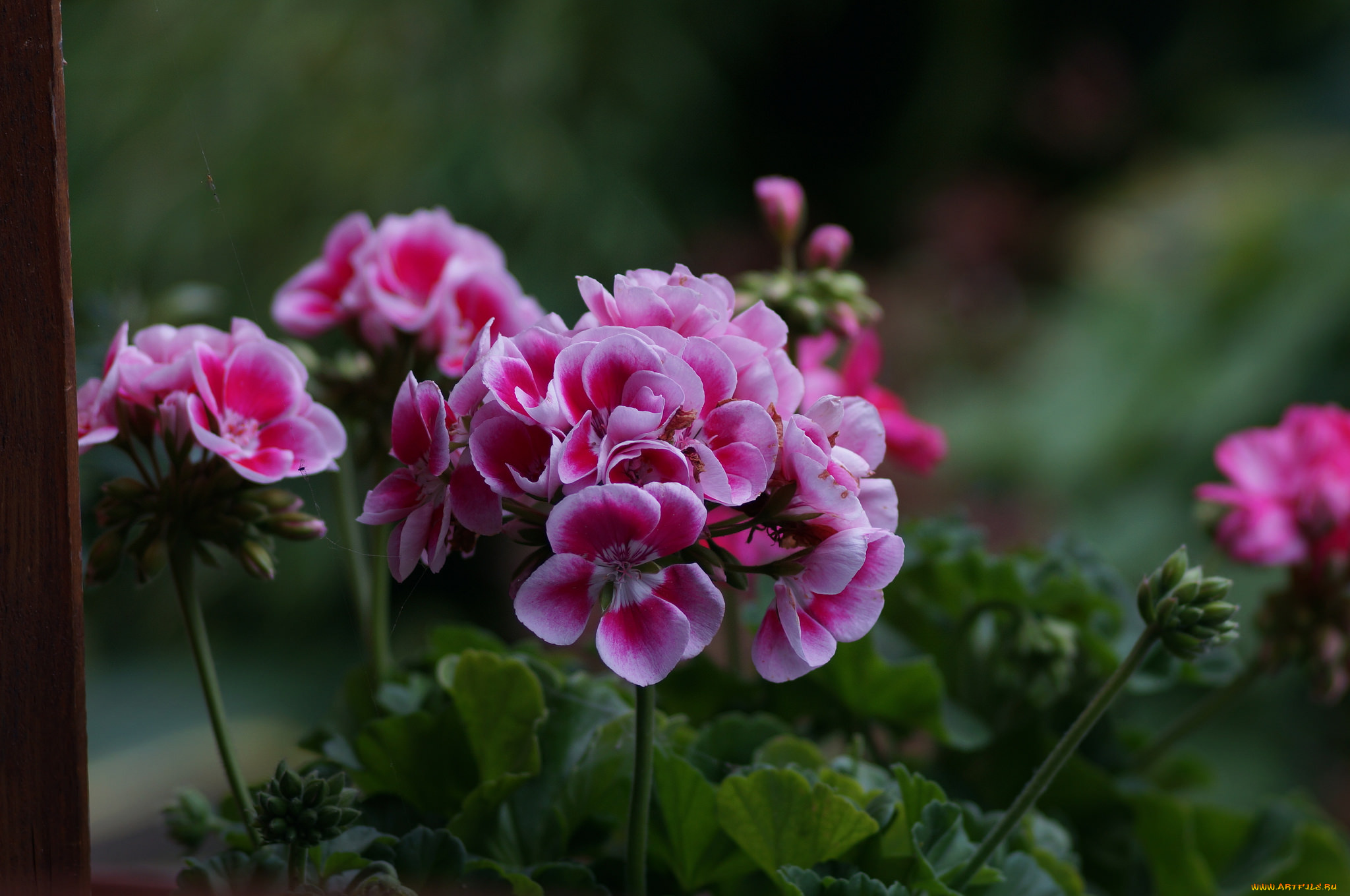 цветы, герань, листья