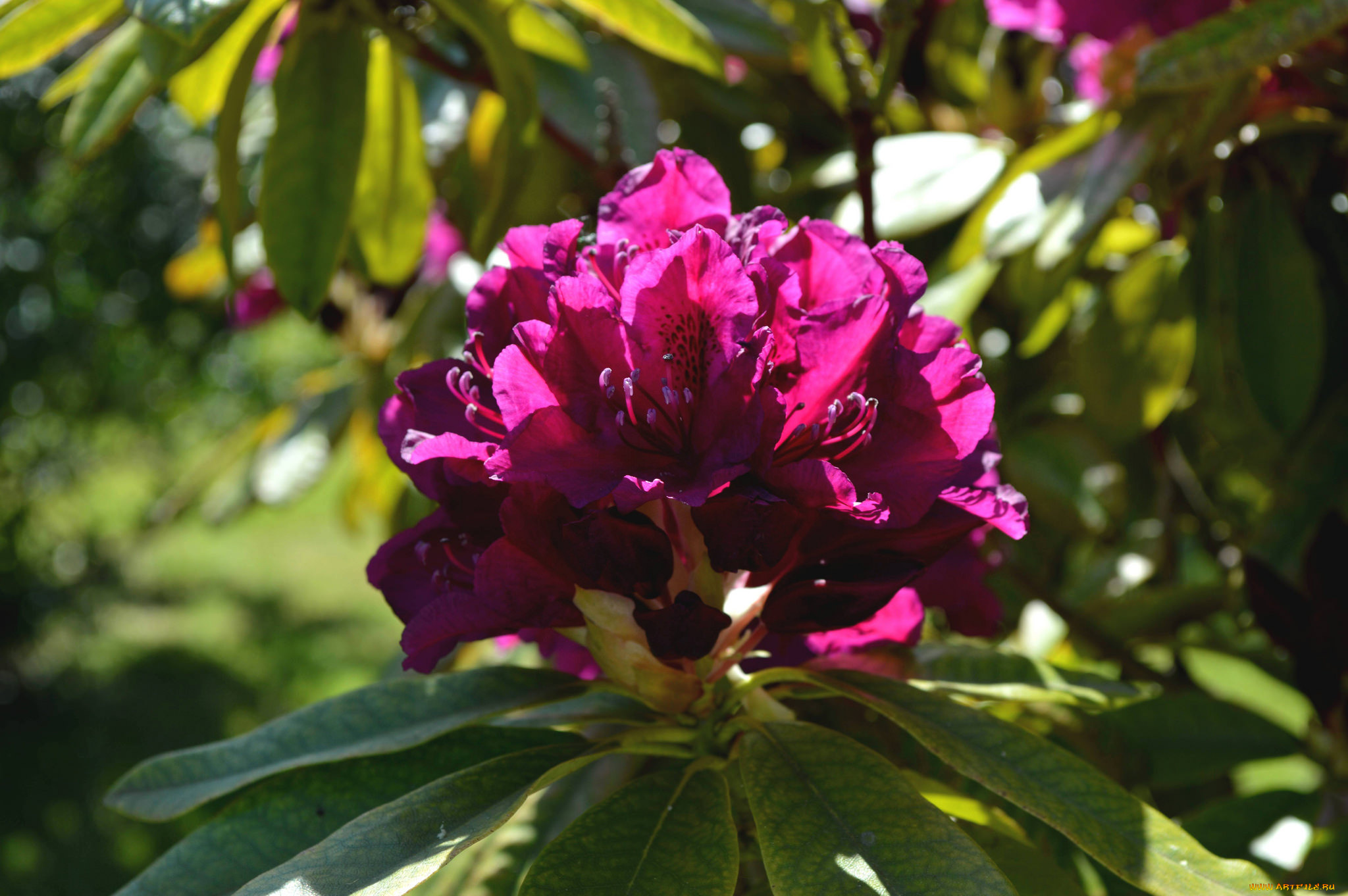 цветы, рододендроны, , азалии, азалия, листья, ветка