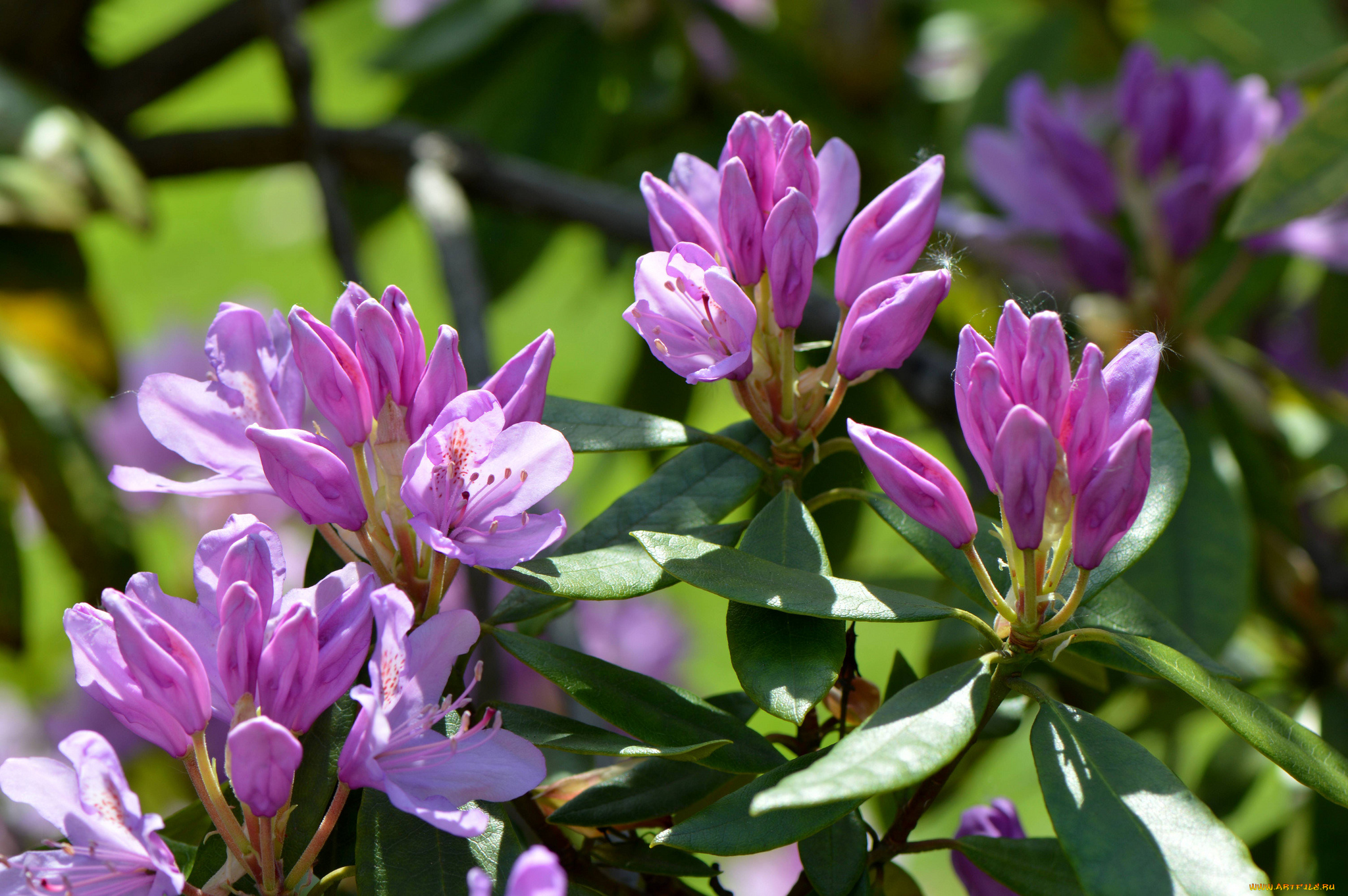 цветы, рододендроны, , азалии, листья, ветка, азалия