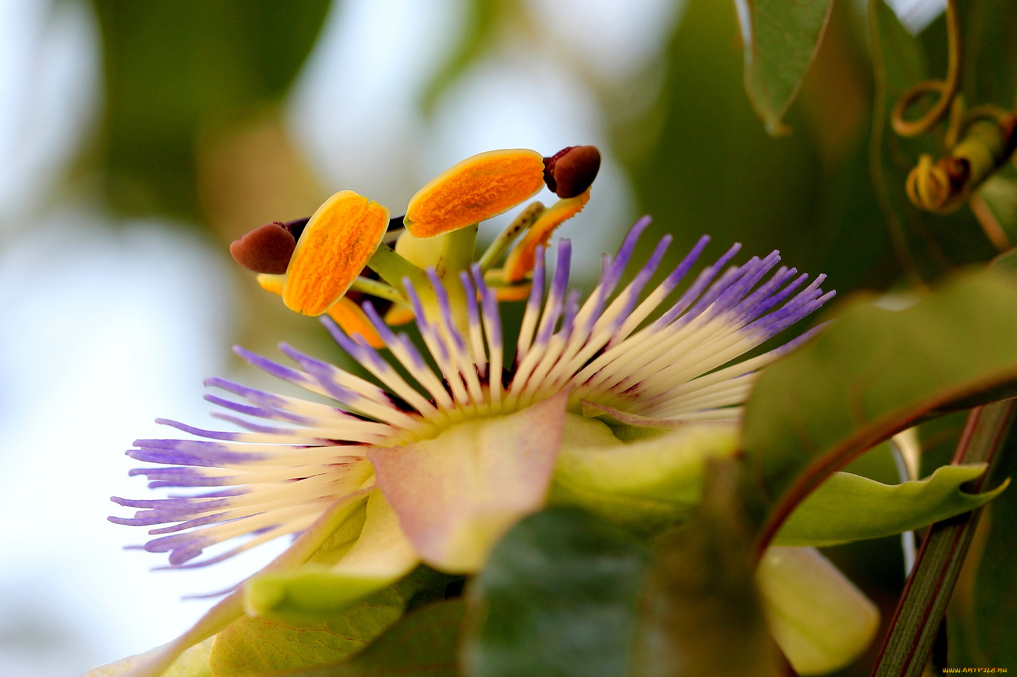 цветы, пассифлора, passiflora, цветение