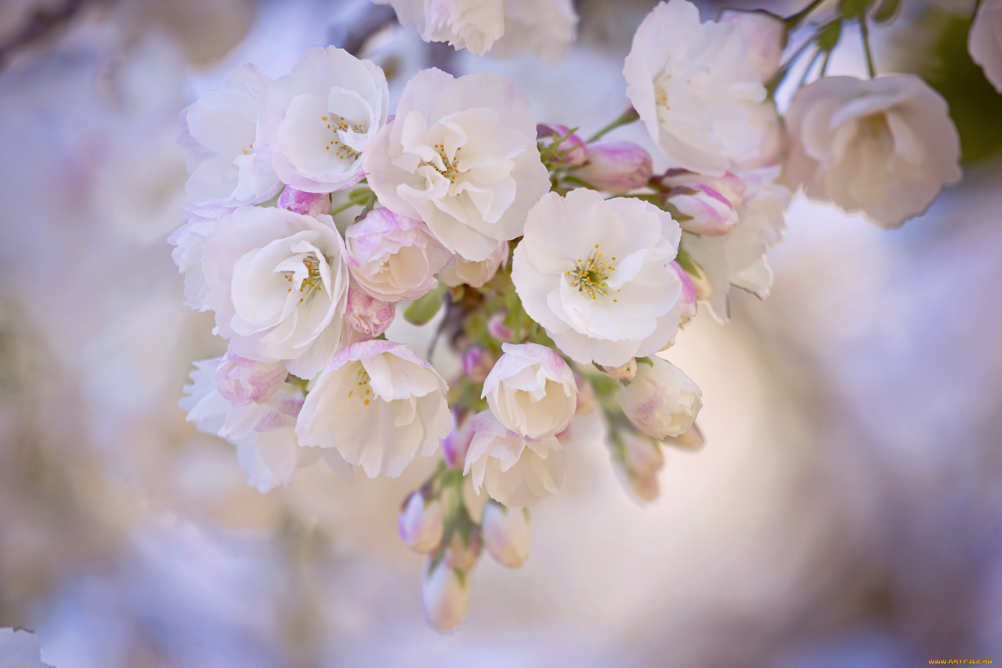 цветы, цветущие, деревья, , , кустарники, дерево, ветки, листья