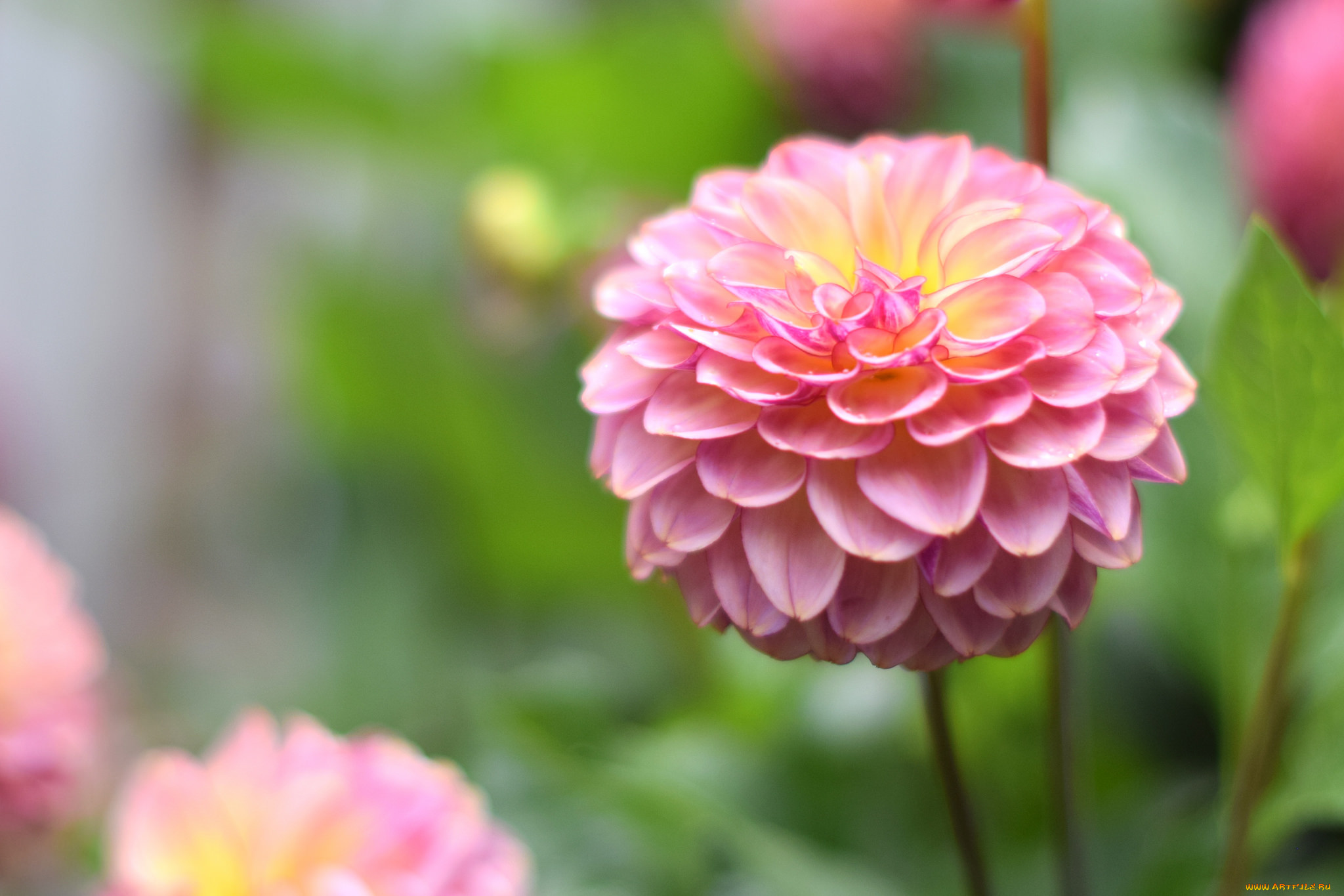 цветы, георгины, георгин, цветение