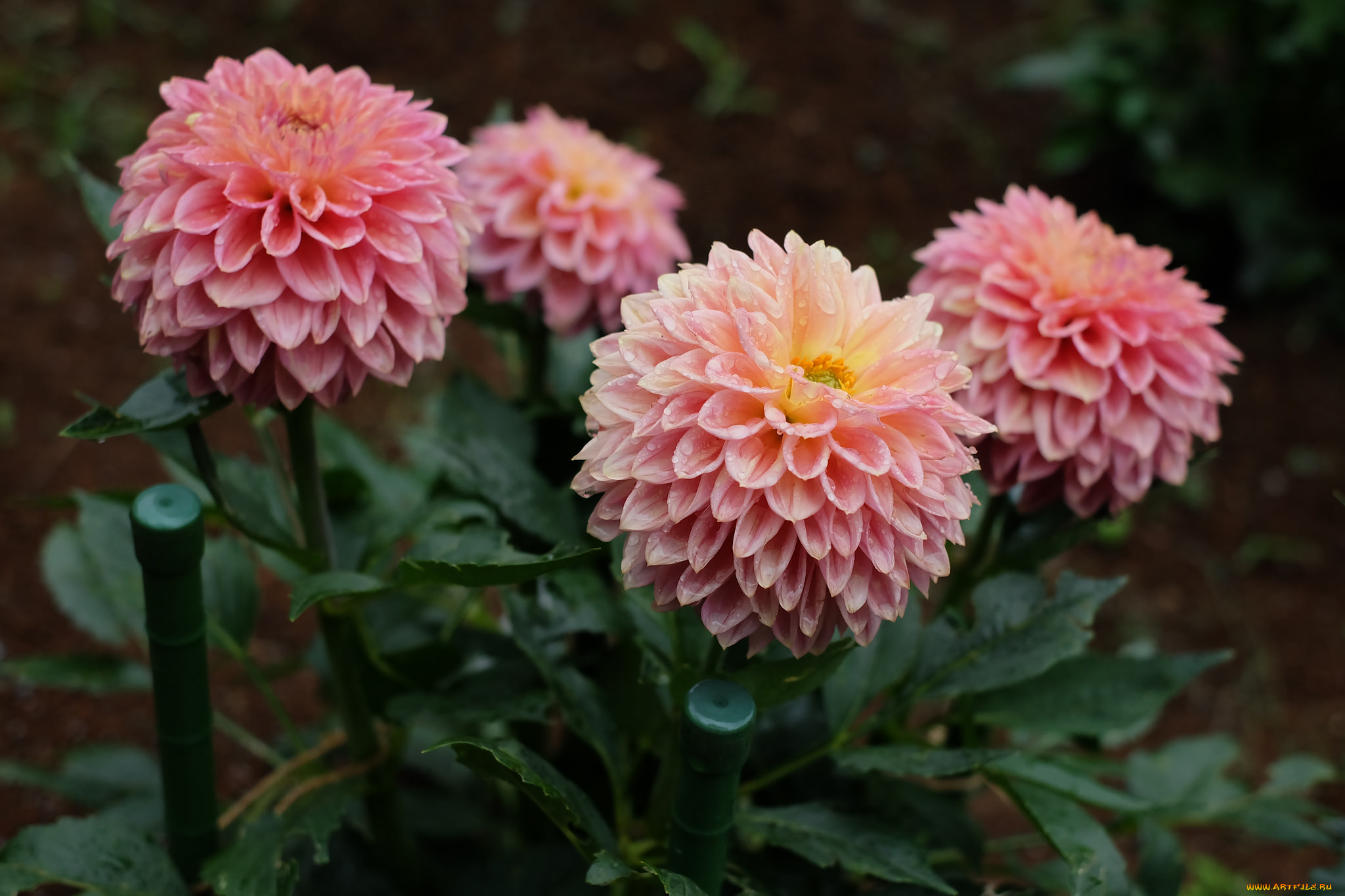 цветы, георгины, георгин, цветение, роса