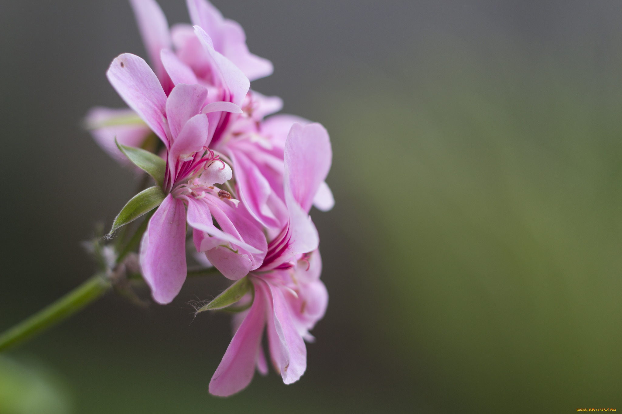 цветы, герань