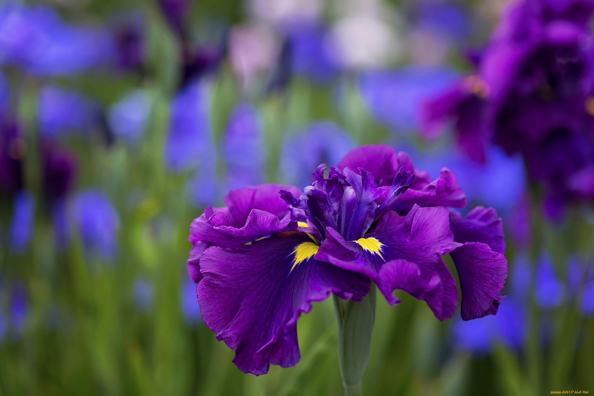 цветы, ирисы, цветение
