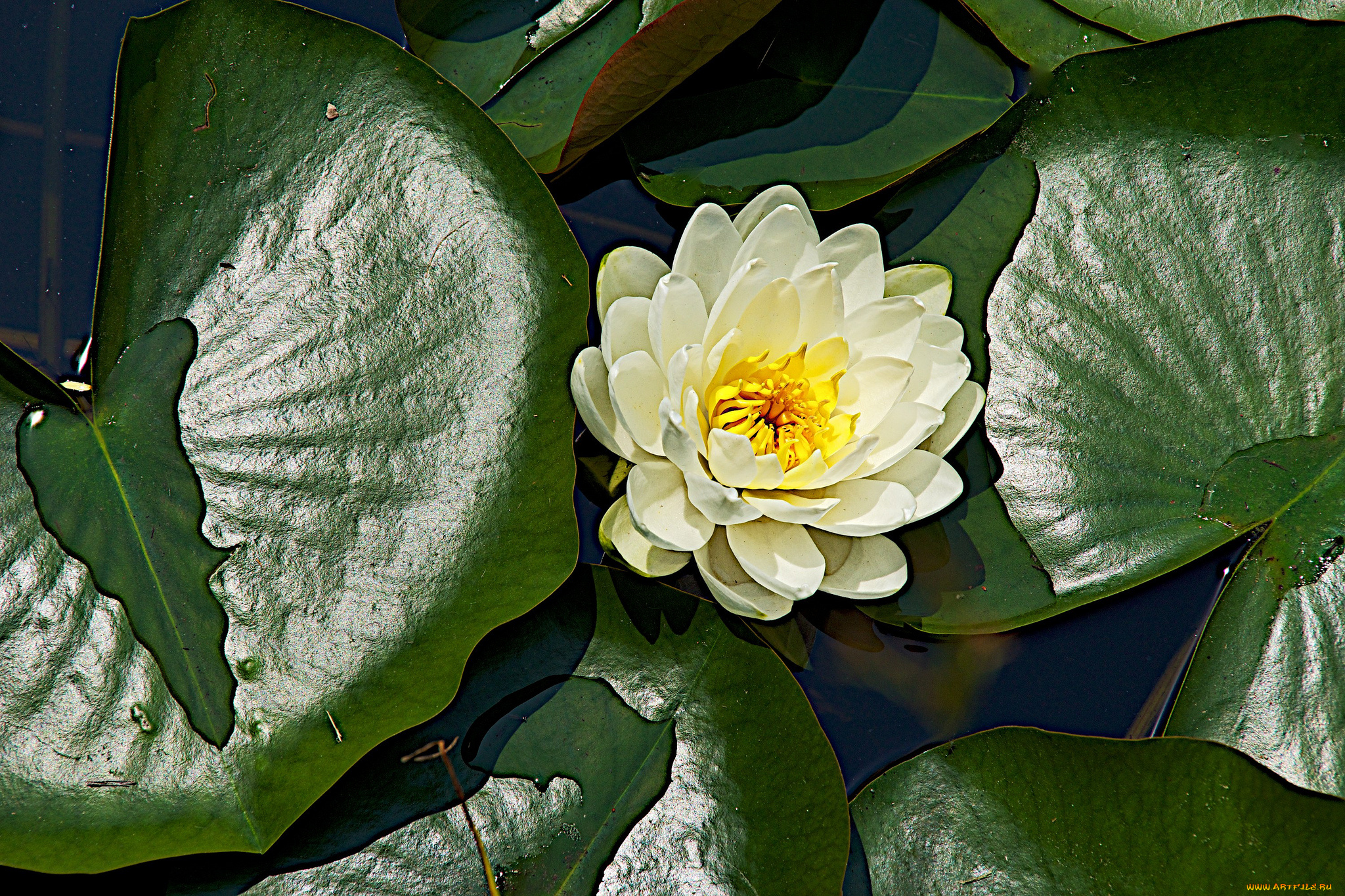 цветы, лилии, водяные, , нимфеи, , кувшинки, вода, листья, водяная, лилия