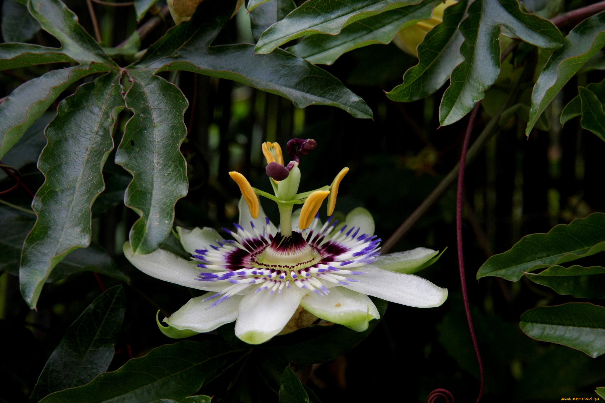 цветы, пассифлора, passiflora, цветение