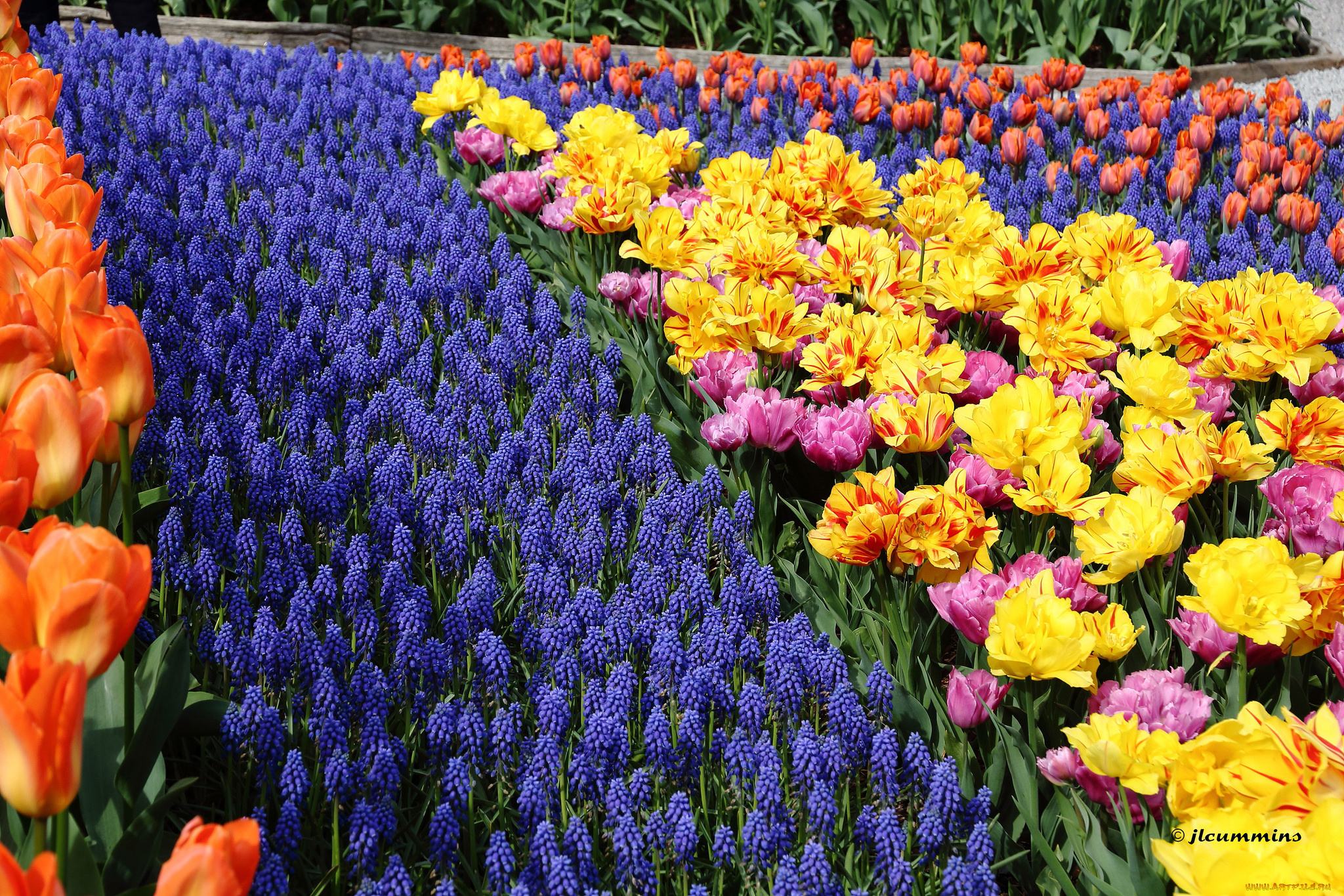 цветы, разные, вместе, красные, желтые, тюльпаны