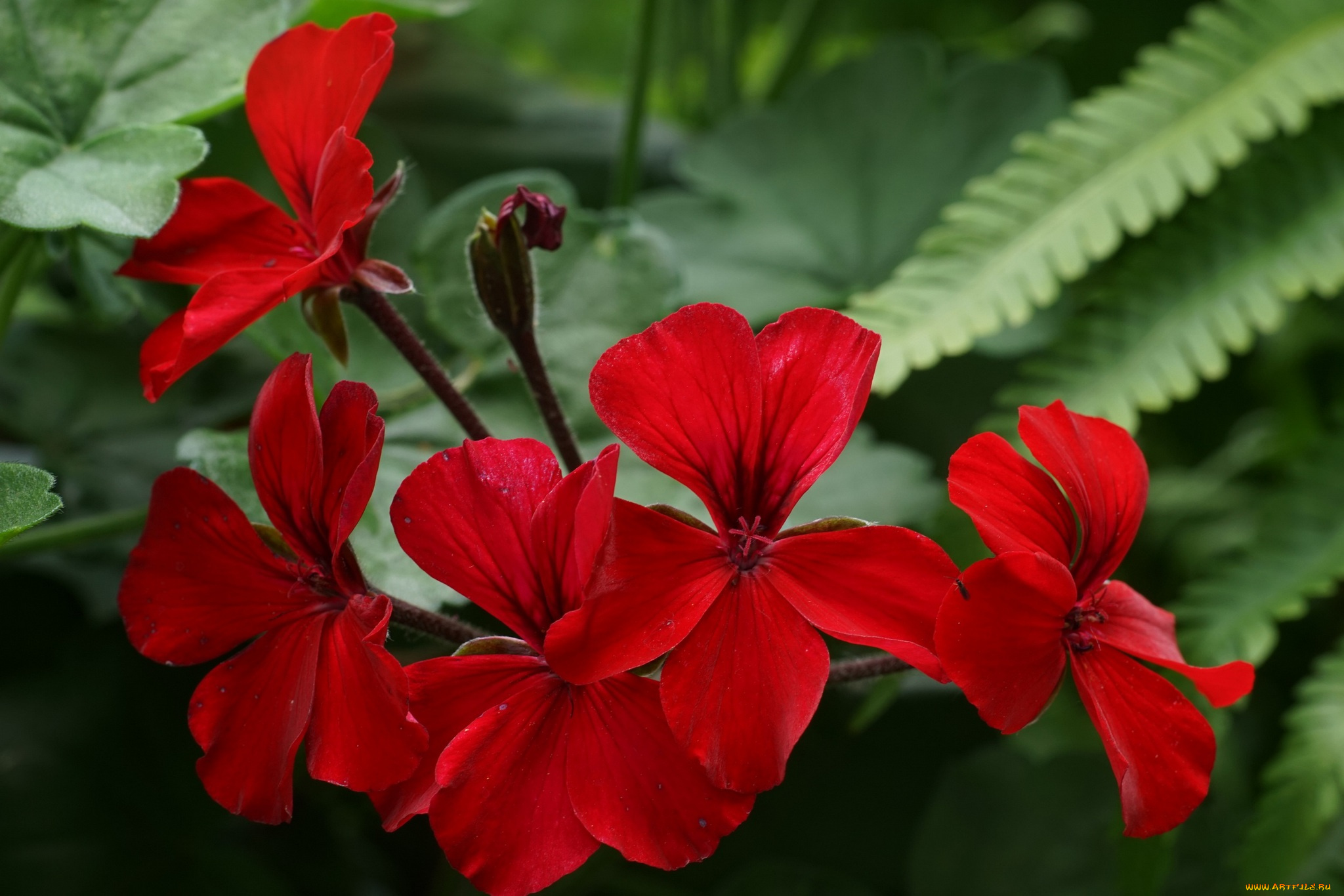 цветы, герань, красная, цветение