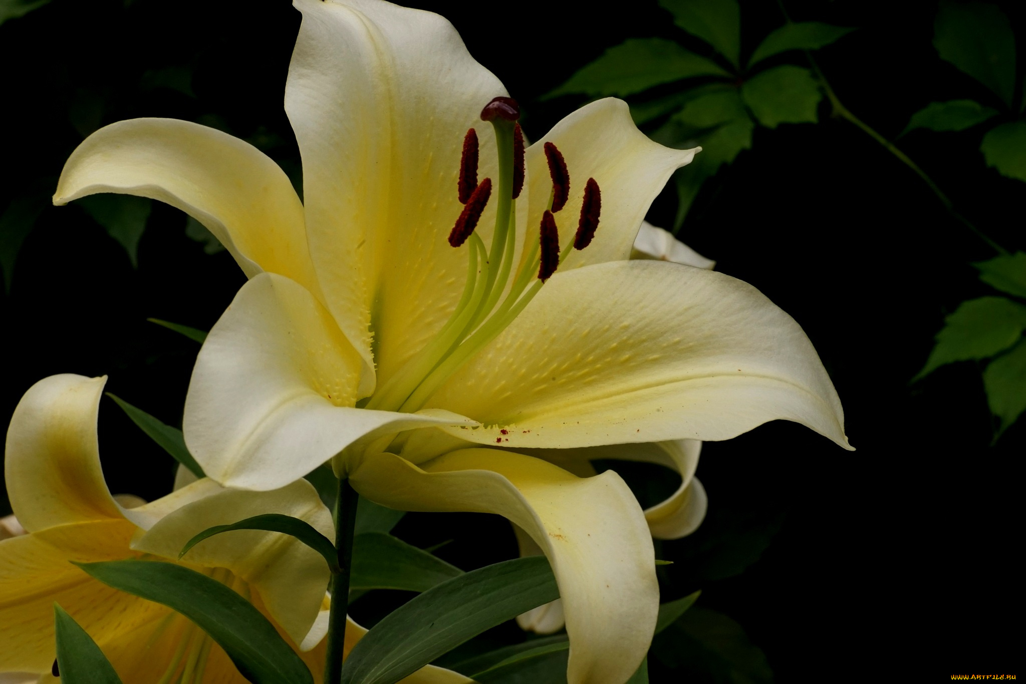 цветы, лилии, , лилейники, лилия, бутоны, цветение