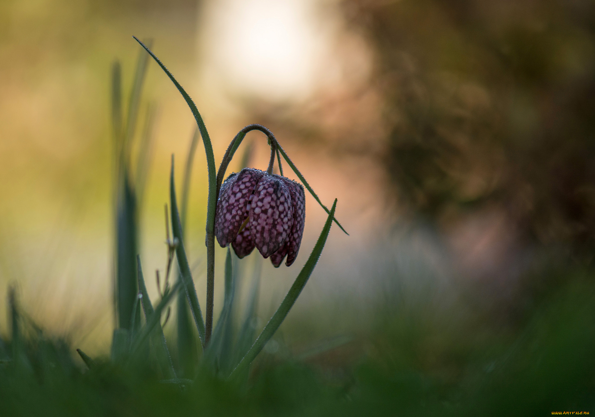 цветы, рябчики, цветение