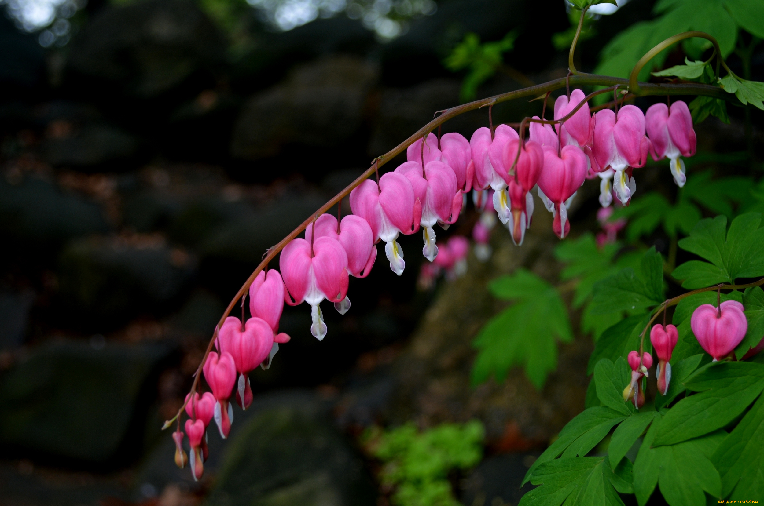 цветы, дицентра, , разбитое, сердце, разбитое, сердце, цветение