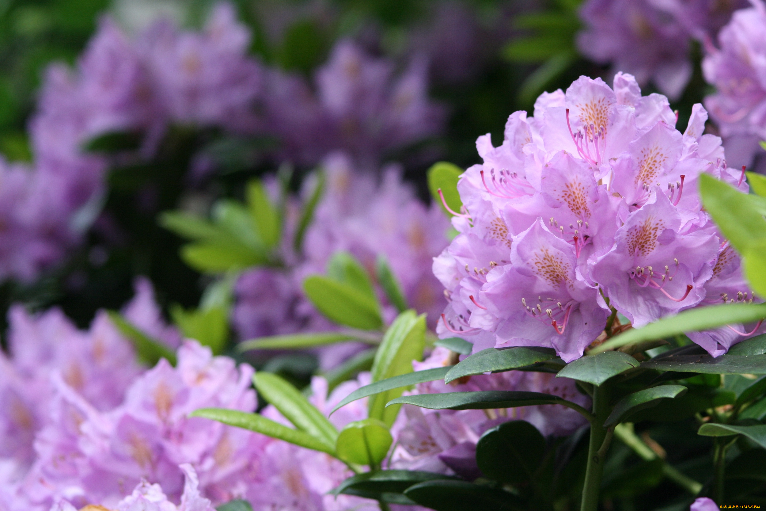 цветы, рододендроны, , азалии, азалия, ветка, листья