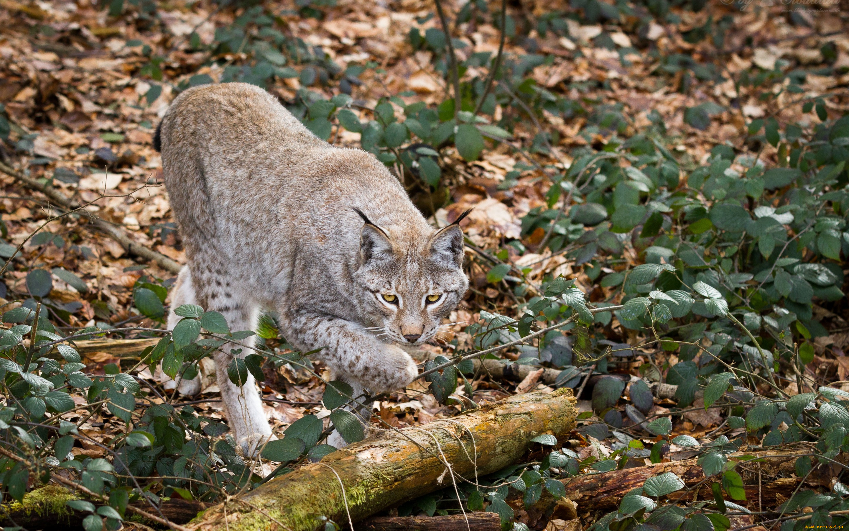 животные, рыси, рысь, кошка, ветки, листья, бревно