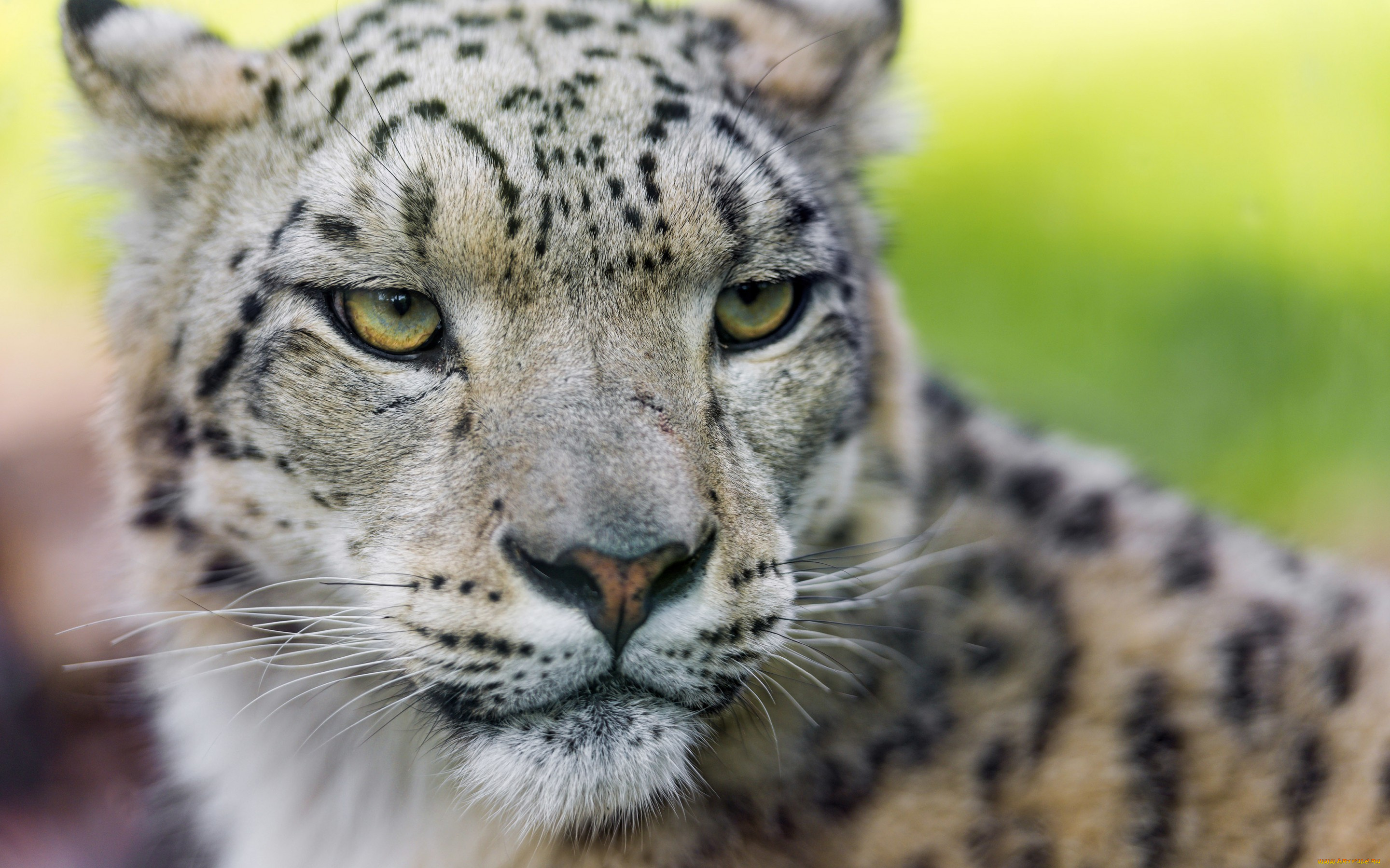 животные, снежный, барс, , ирбис, снежный, барс, кошка, морда, взгляд