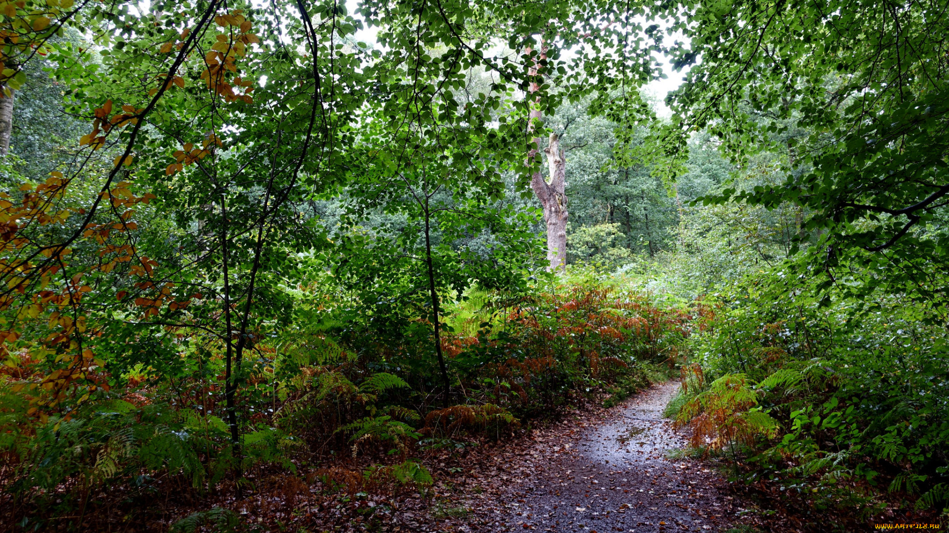 природа, дороги, тракт