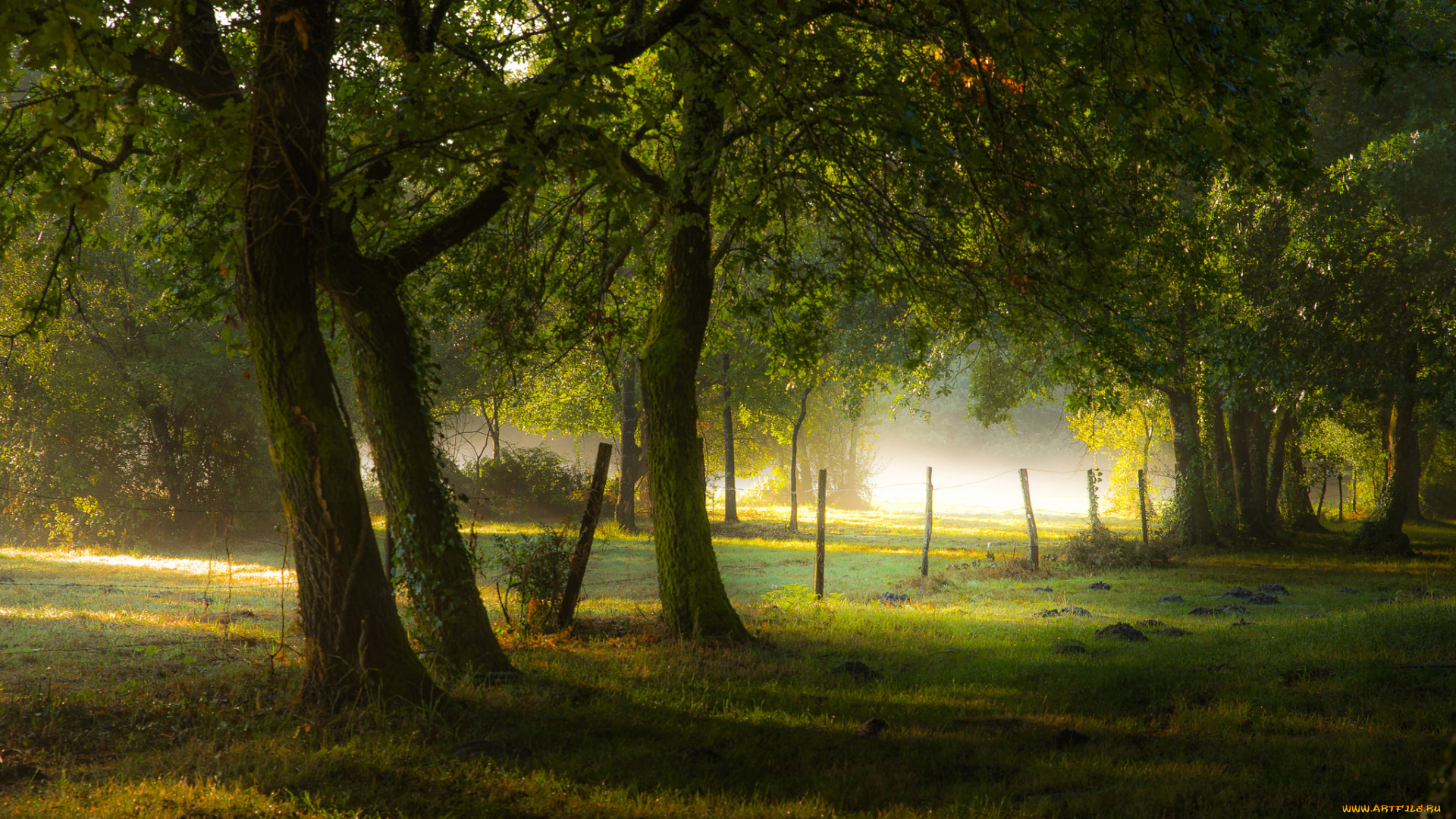 природа, лес, деревья