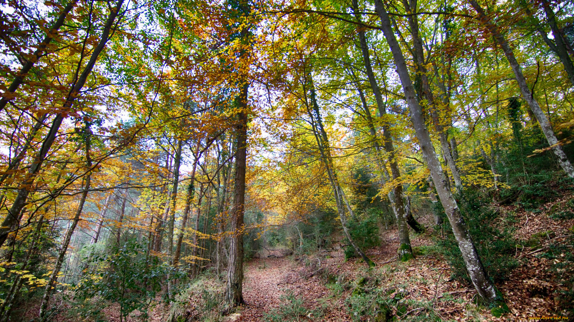 природа, лес, деревья