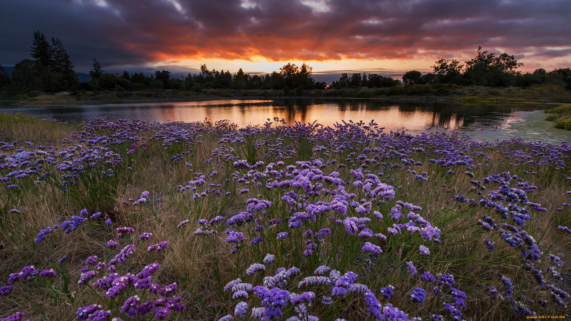 природа, луга, простор