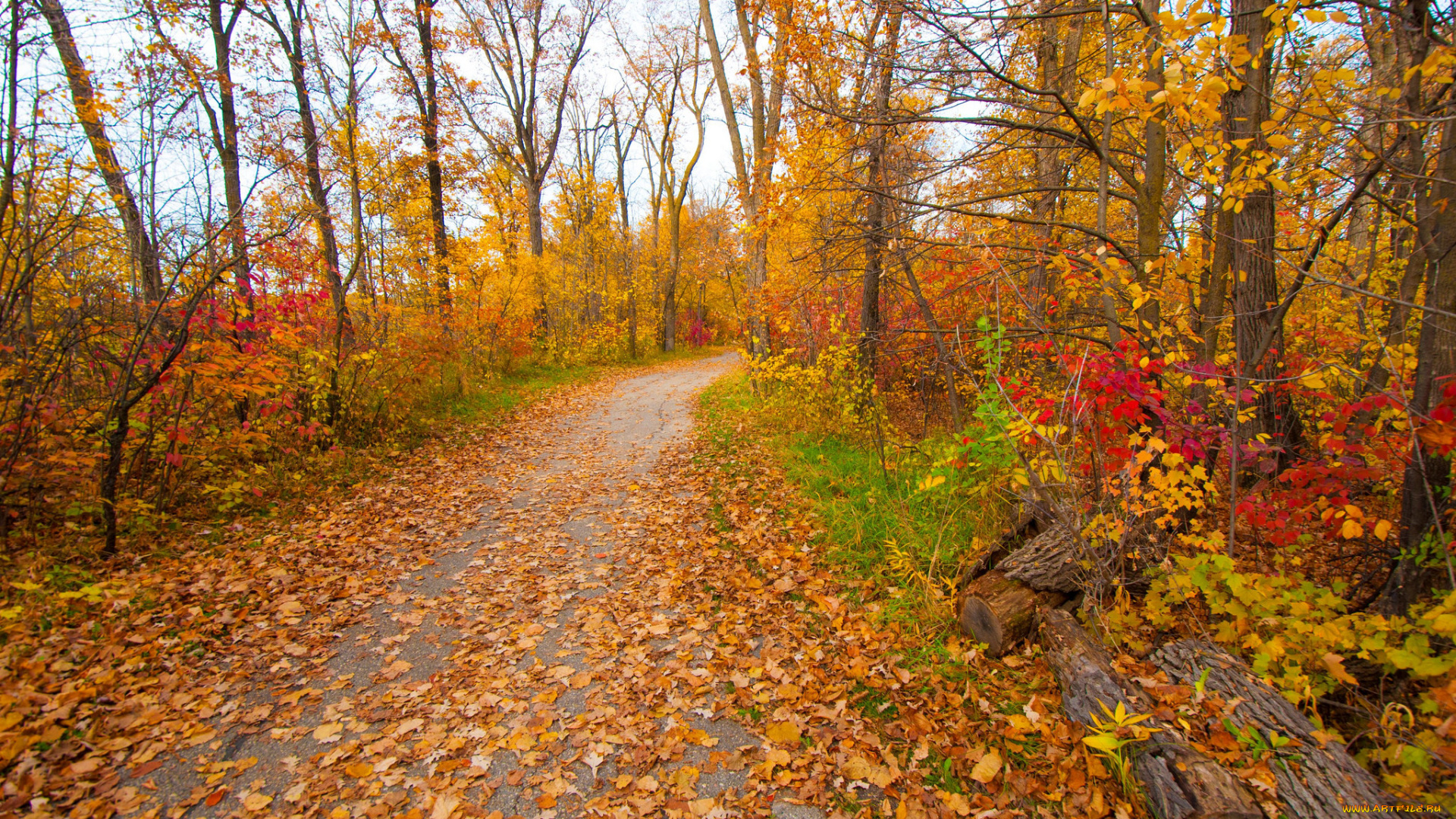 природа, парк, сад, багрянец, осень, листья, деревья, дорожка, грусть, настроение