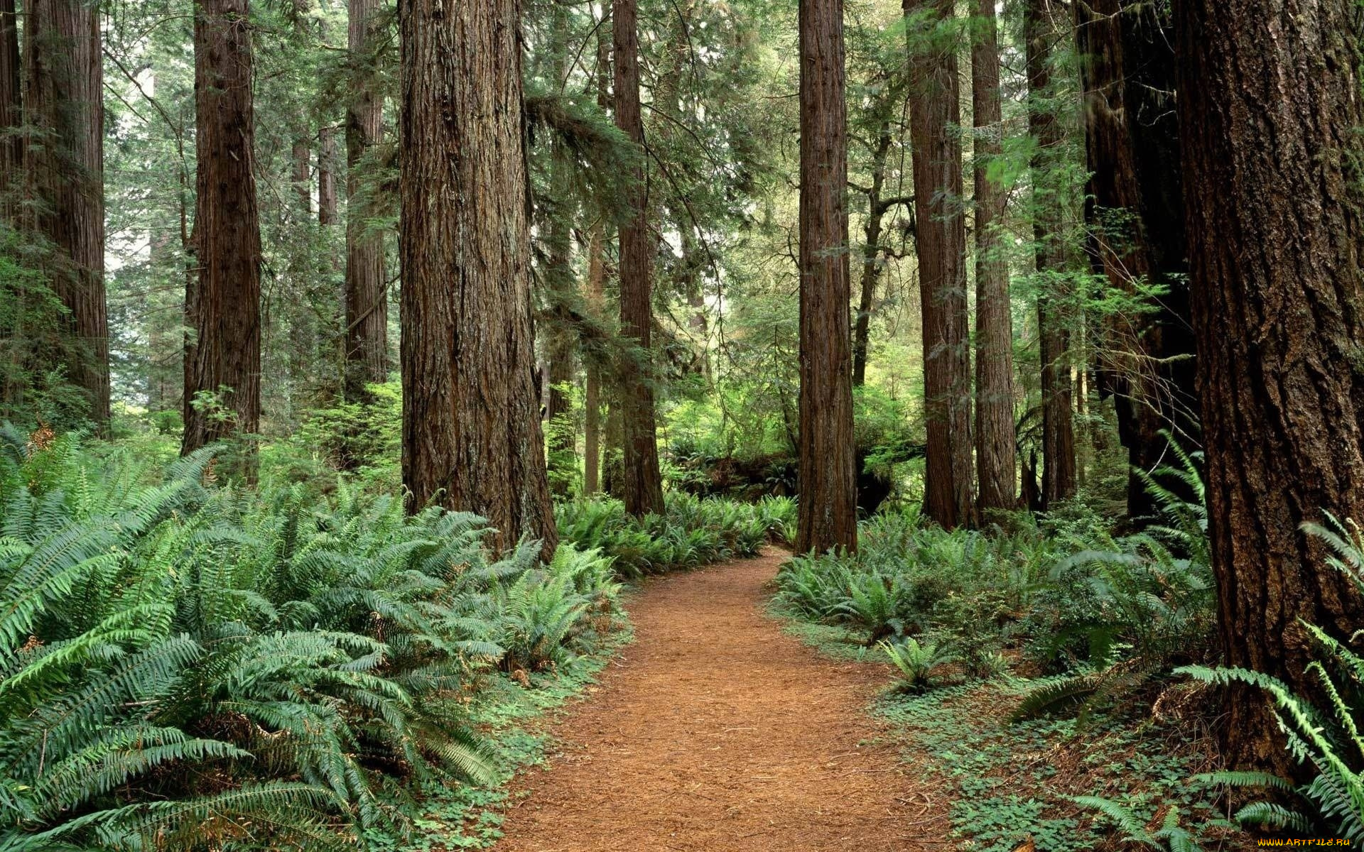 природа, лес, деревья, папоротники, тропа
