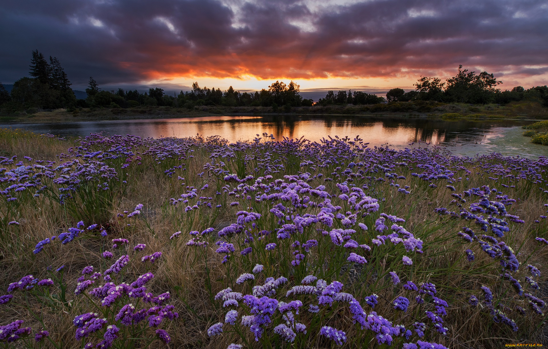 природа, луга, простор