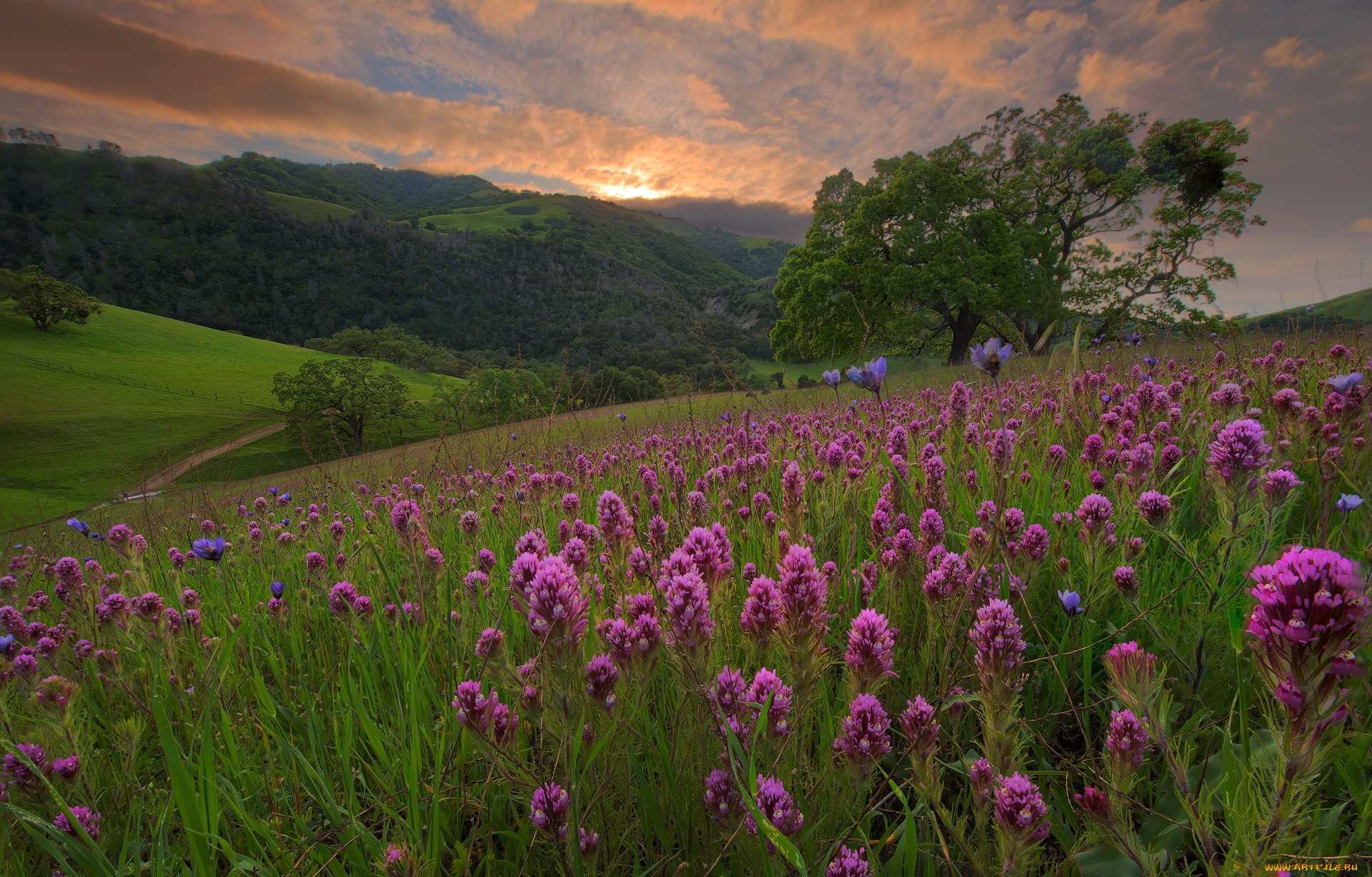 природа, луга, простор